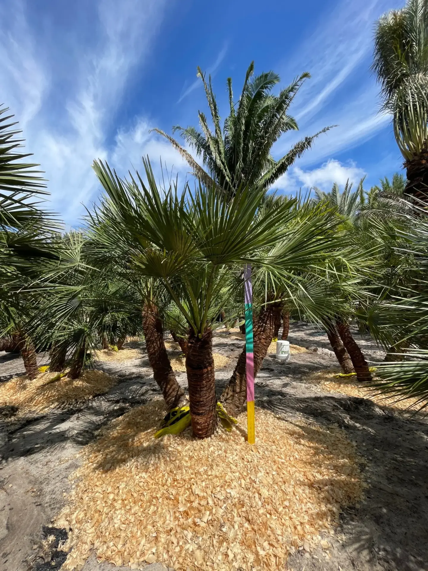 Ejemplar de palmito compacto del Mediterráneo
