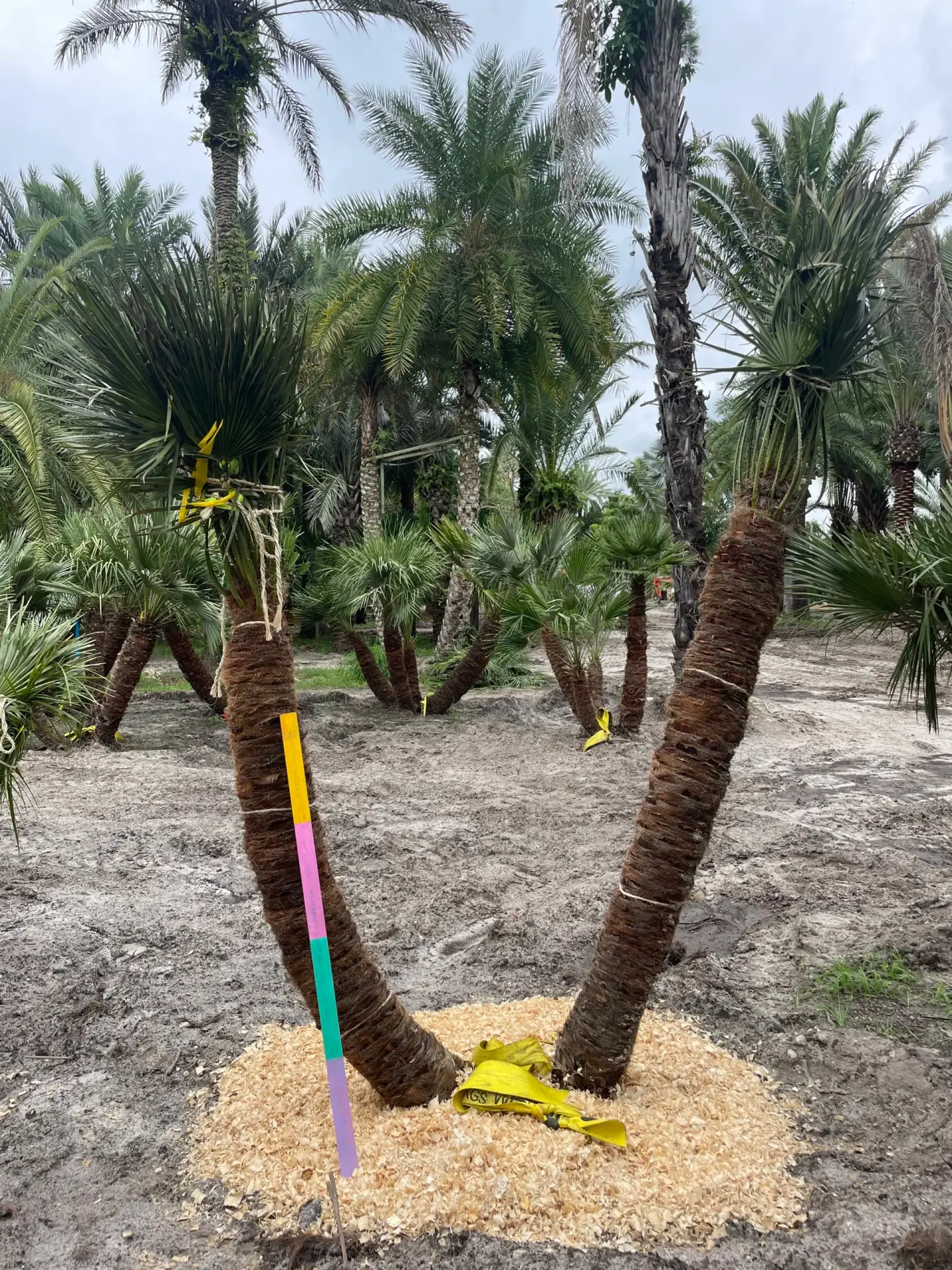 Groundworks Mediterranean Fan Palm specimen in the nursery