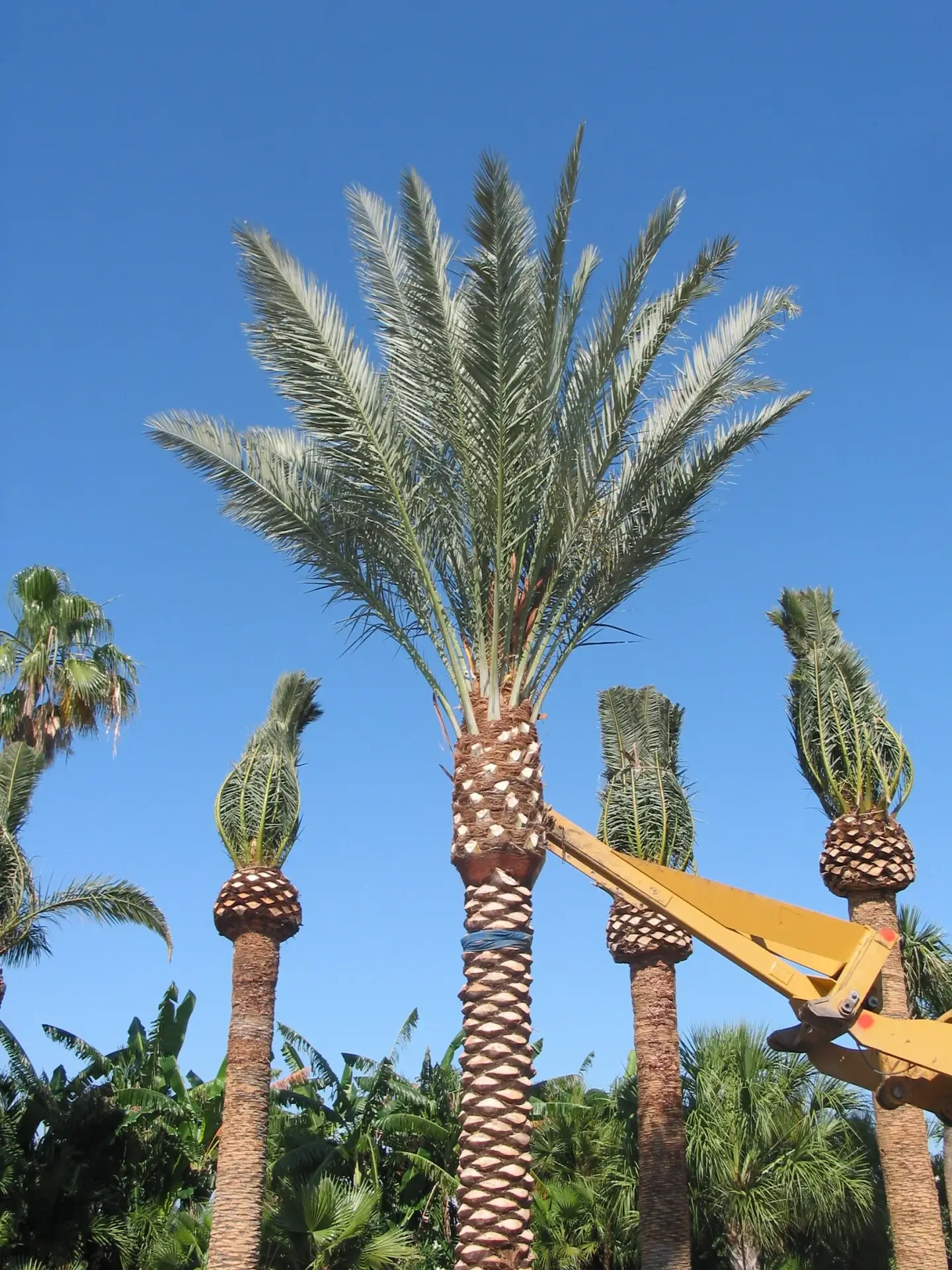 Groundworks manipulando un espécimen de palmera datilera Zahidi