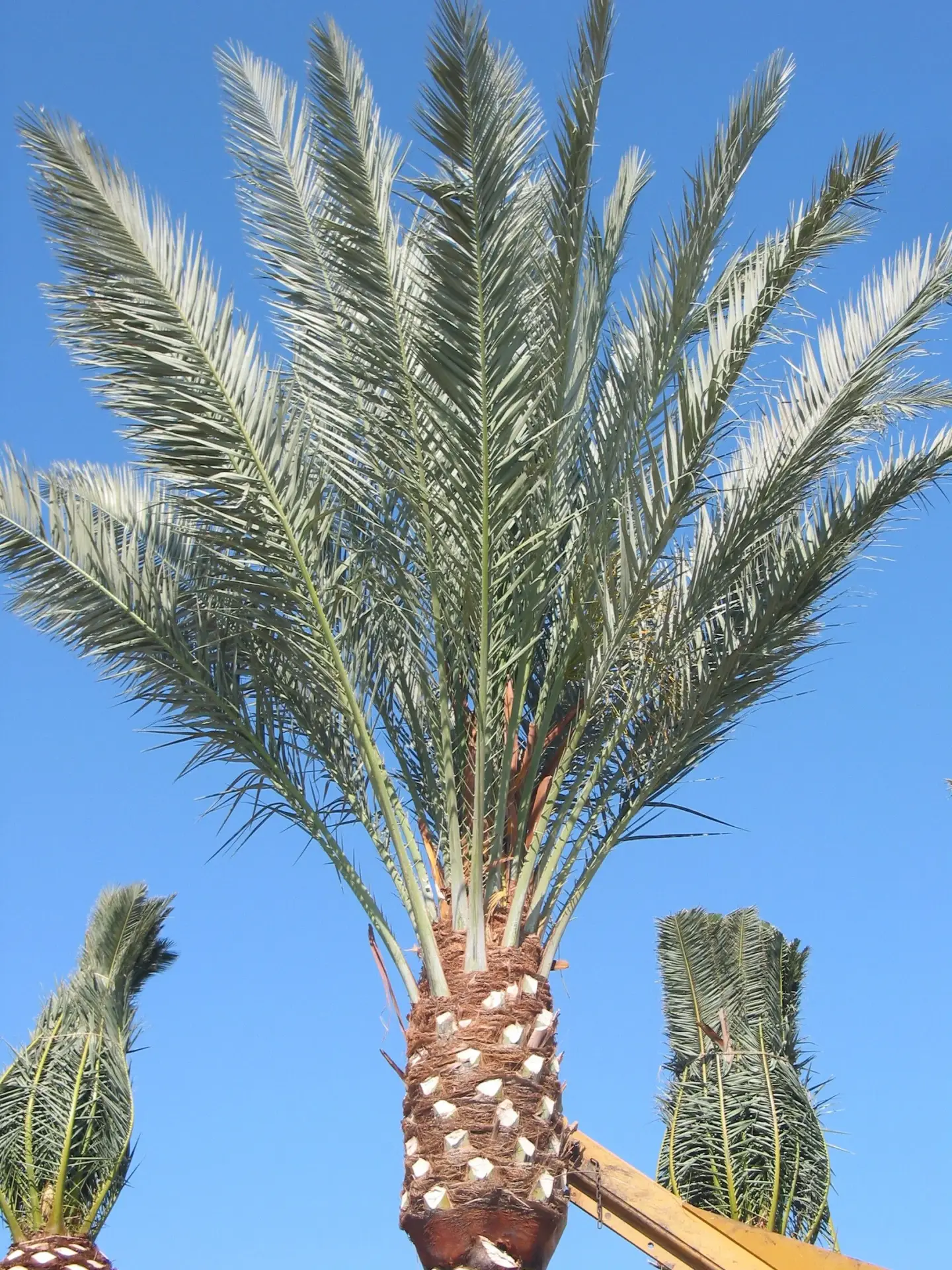 Zahidi Follaje de color verde azulado plateado de la palmera datilera