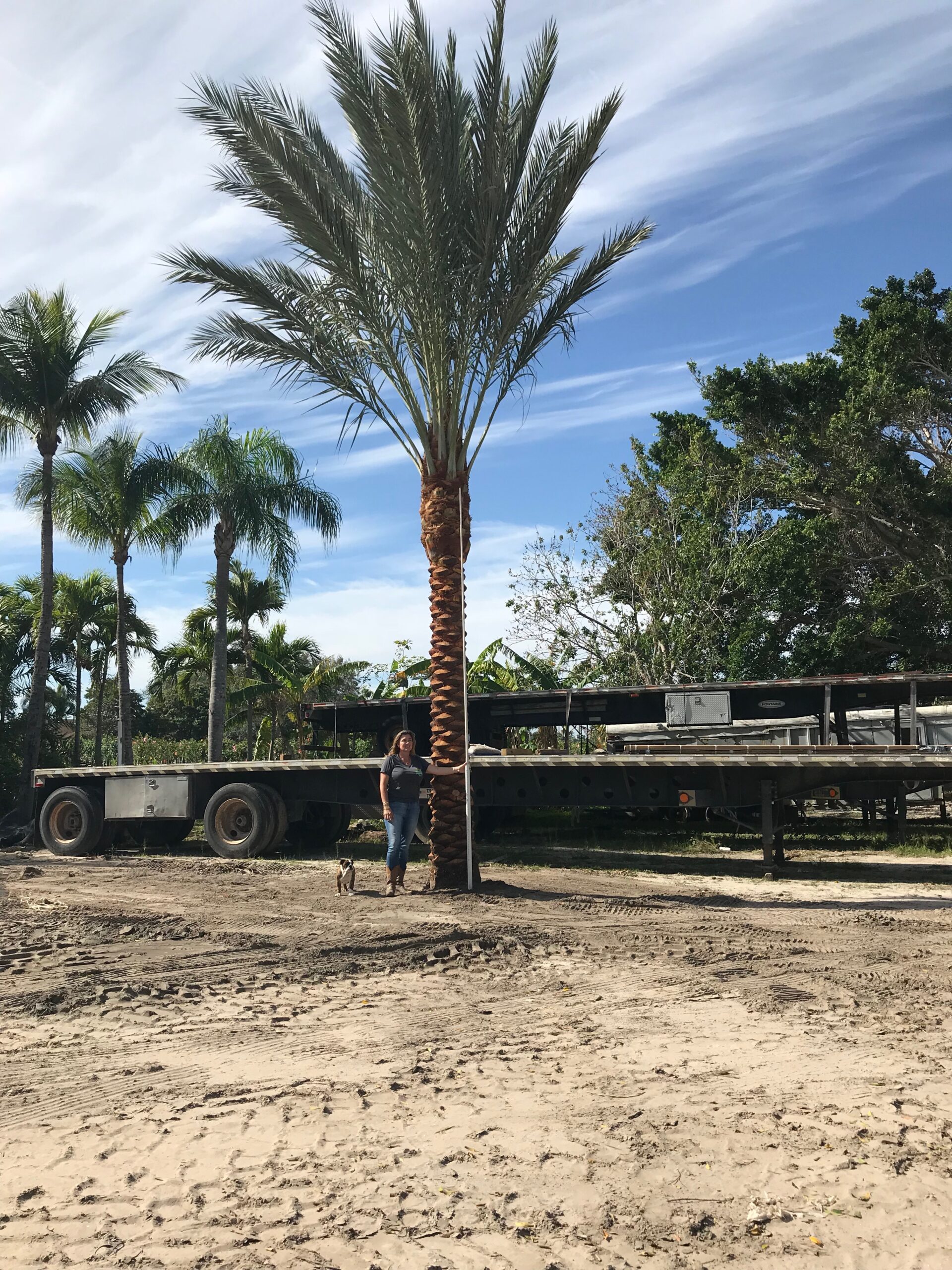 Groundworks Medjool Date Palm