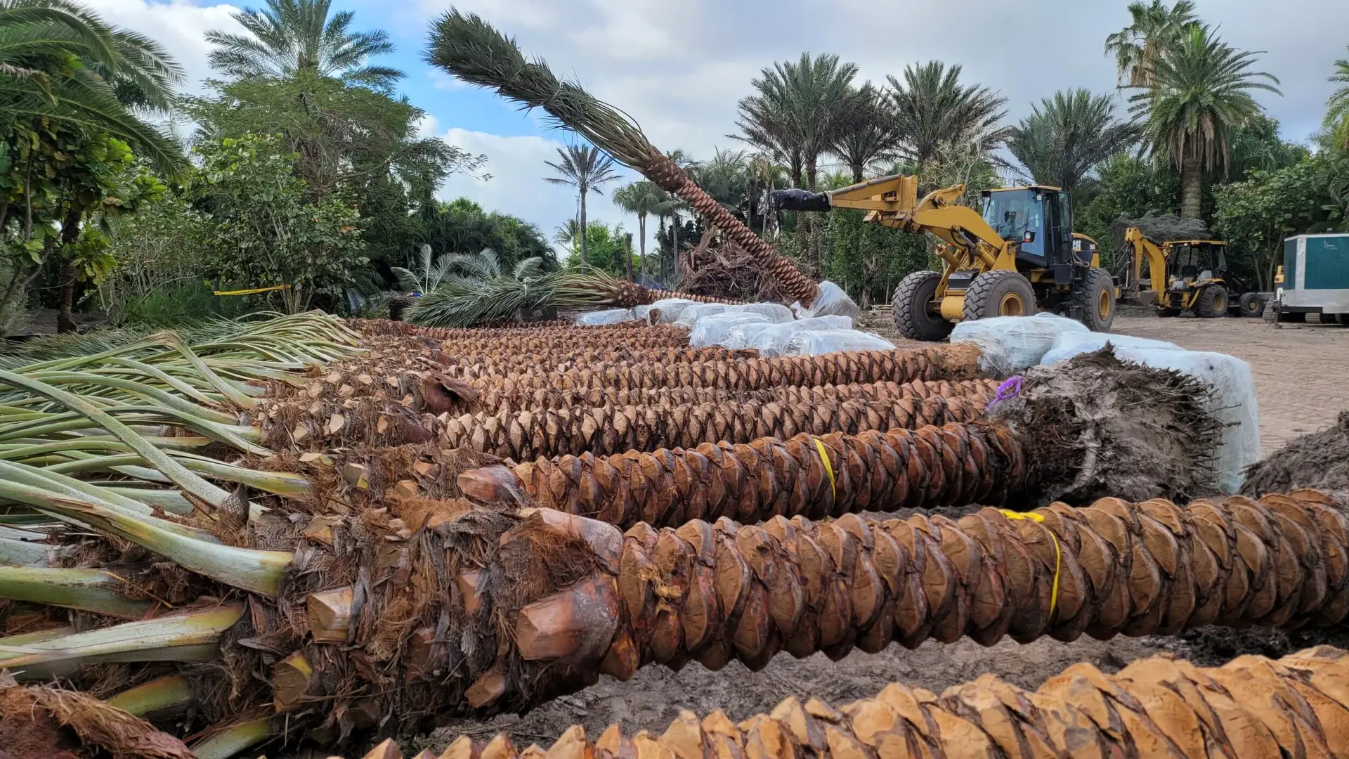 Groundworks field crew coordinating the placement of mature palms
