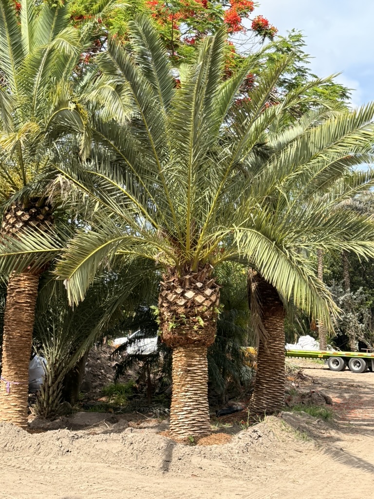 Canary Island Date Palm showing dense mature crown