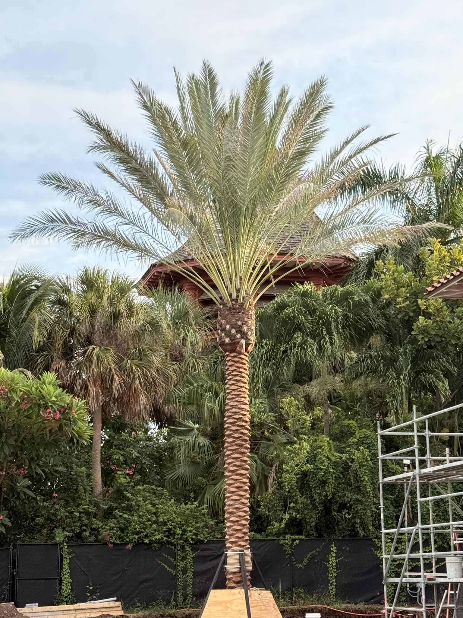 Groundworks Zahidi Date Palm
