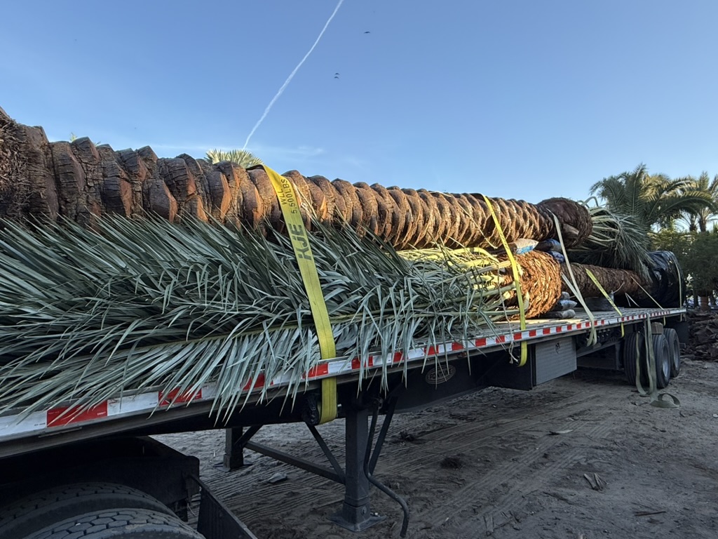 Groundworks truck fully loaded with palms
