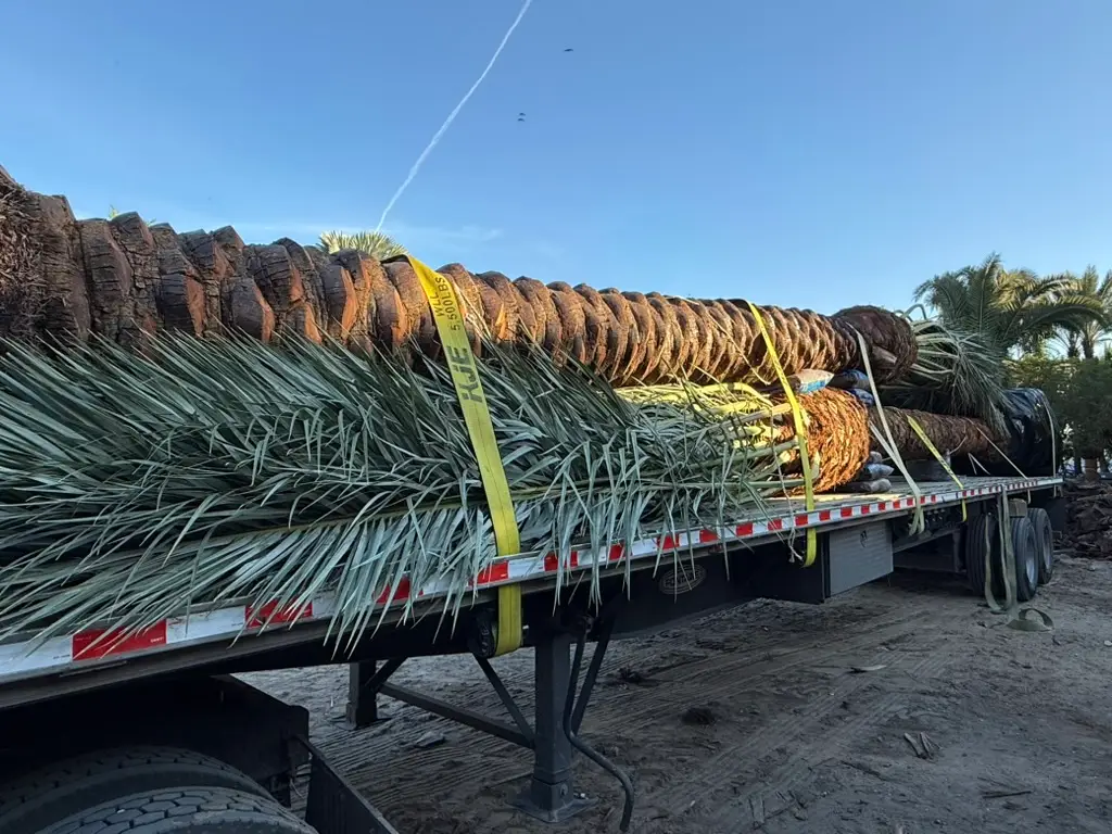Multiple palms secured to a flatbed for transport