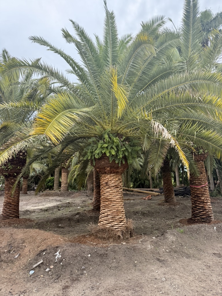 Canary Island Date Palm specimen showing individual form