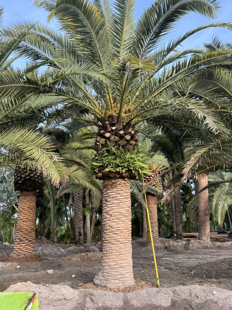 Canary Island Date Palm in Groundworks inventory