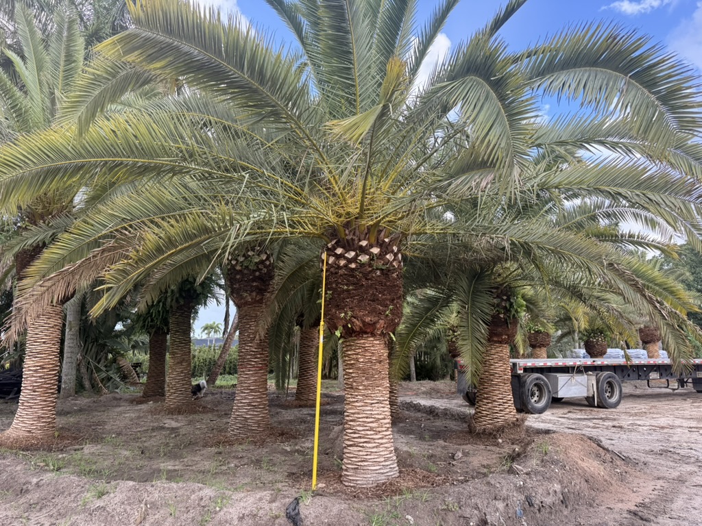 Mature Canary Island Date Palms in Groundworks holding