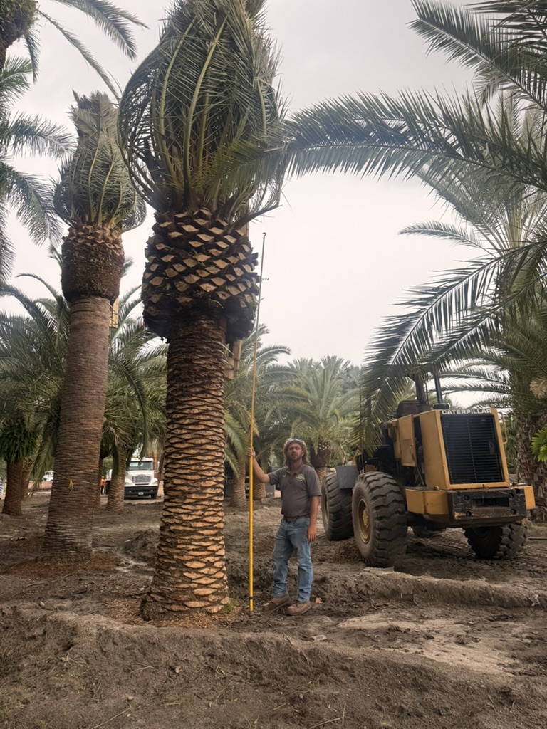 Groundworks Canary Island Date Palm