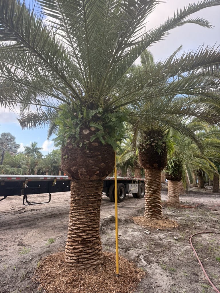 Canary Island Date Palm showing a broad crown and substantial trunk