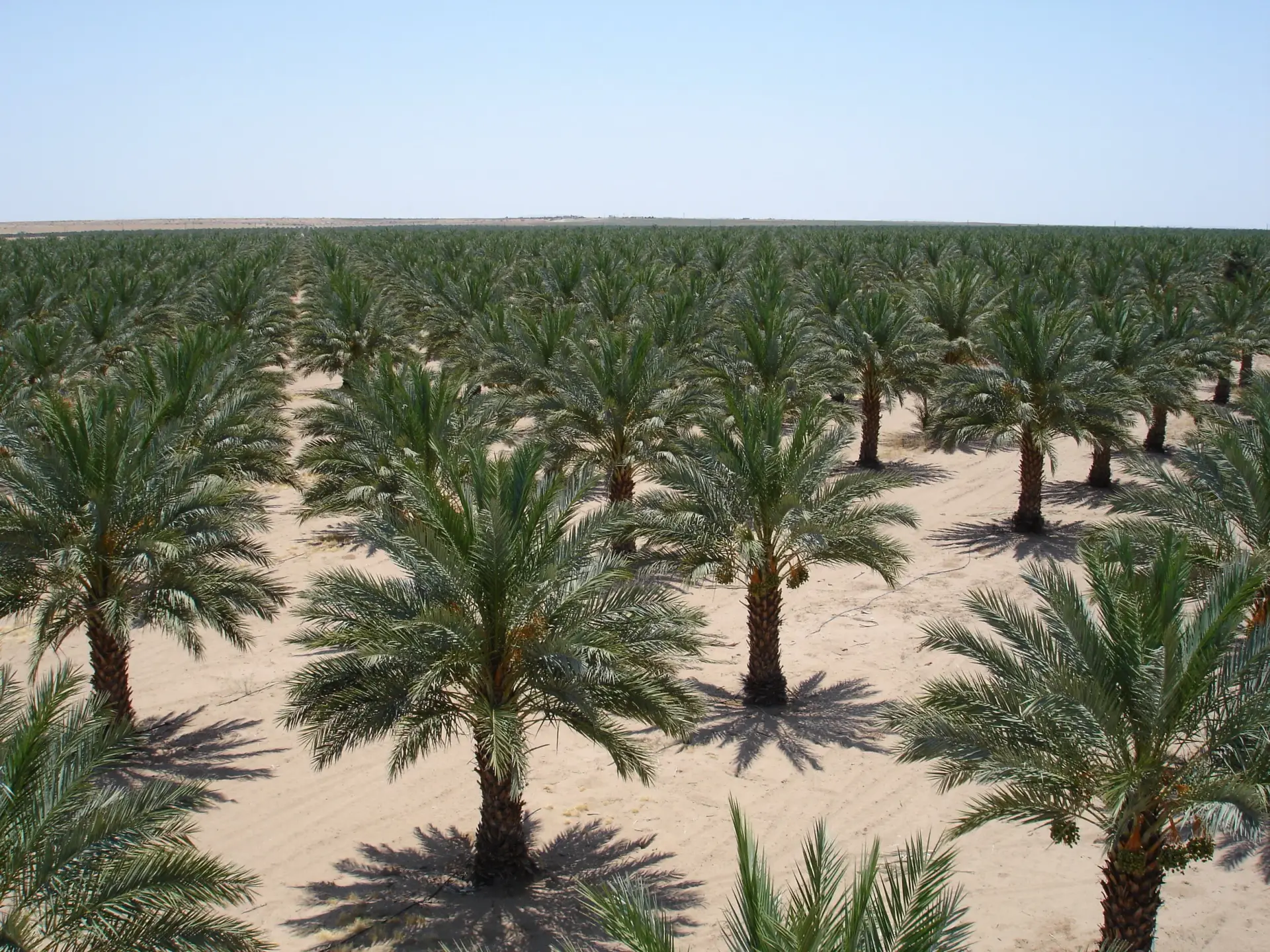 Medjool Date Palms creating architectural landscape presence