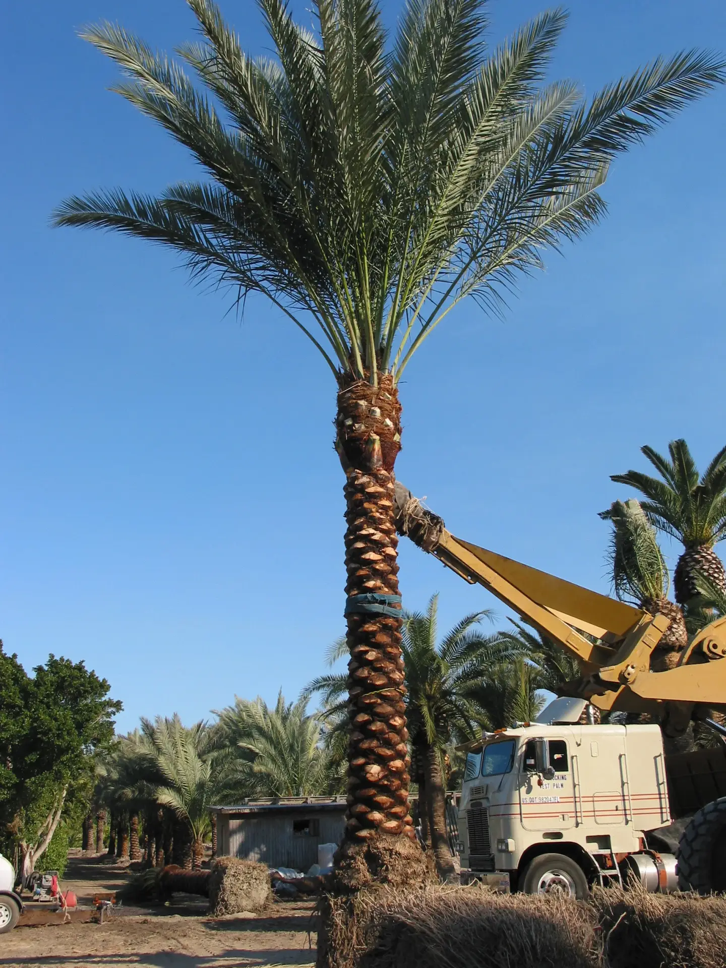 Groundworks reubicando una palmera datilera grande Zahidi con equipo pesado