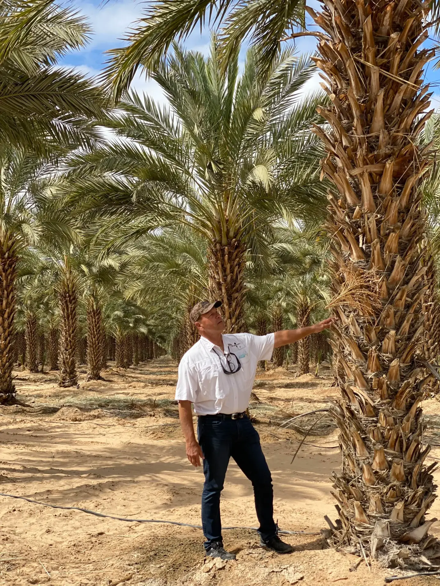 Groundworks field work with mature date palms