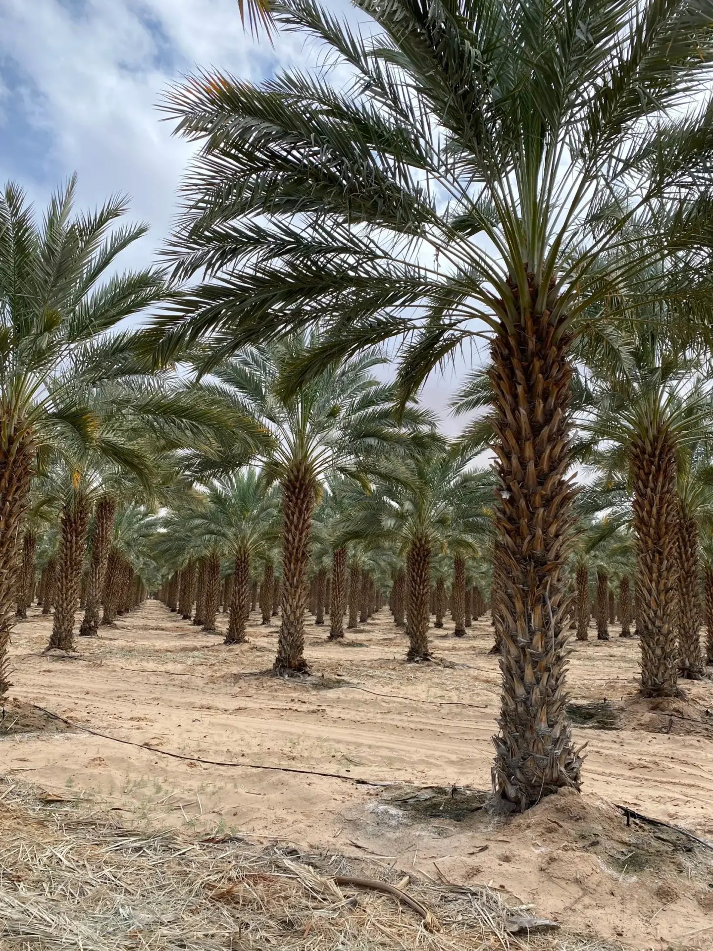 Mature specimen date palms in a Groundworks field setting