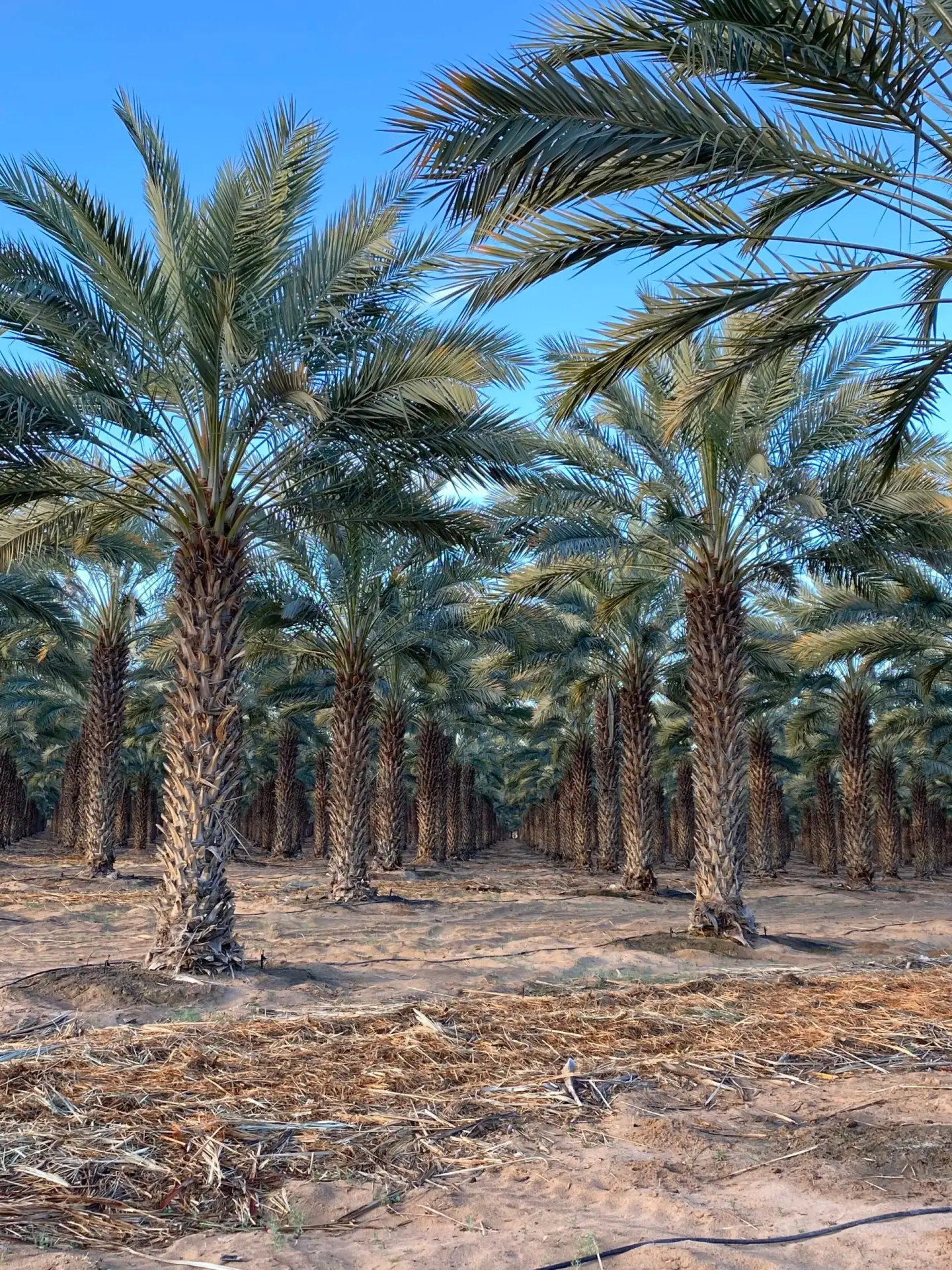 Mature palms composed within a finished landscape
