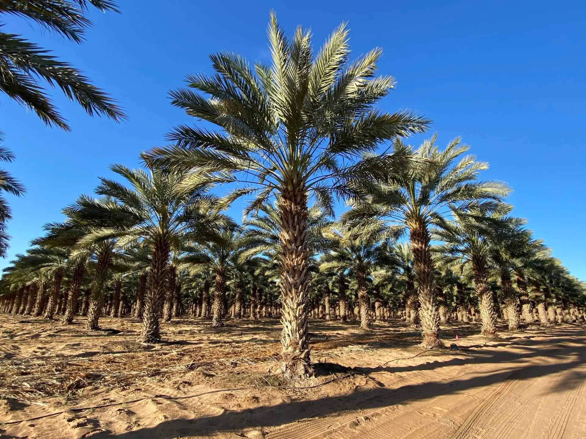 Groundworks Medjool Date Palm specimen