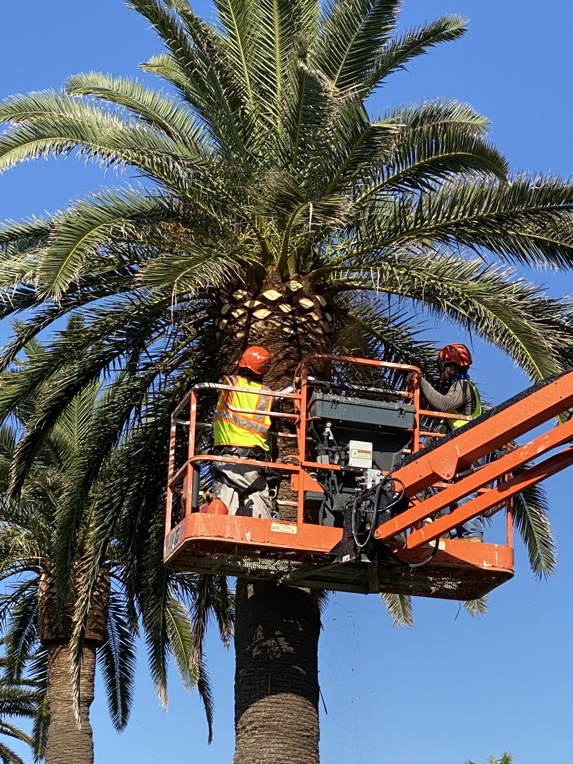 Groundworks professional palm analysis and diagnostic field work