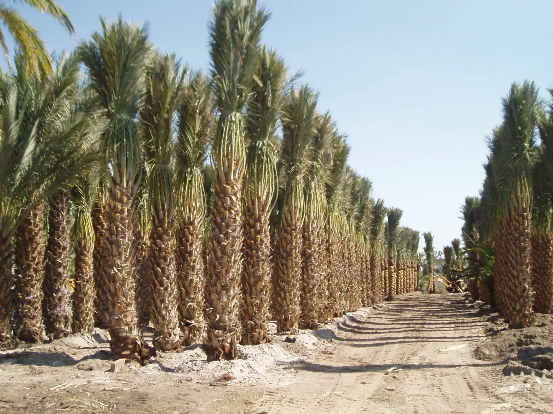 Rows of Medjool Date Palms in production