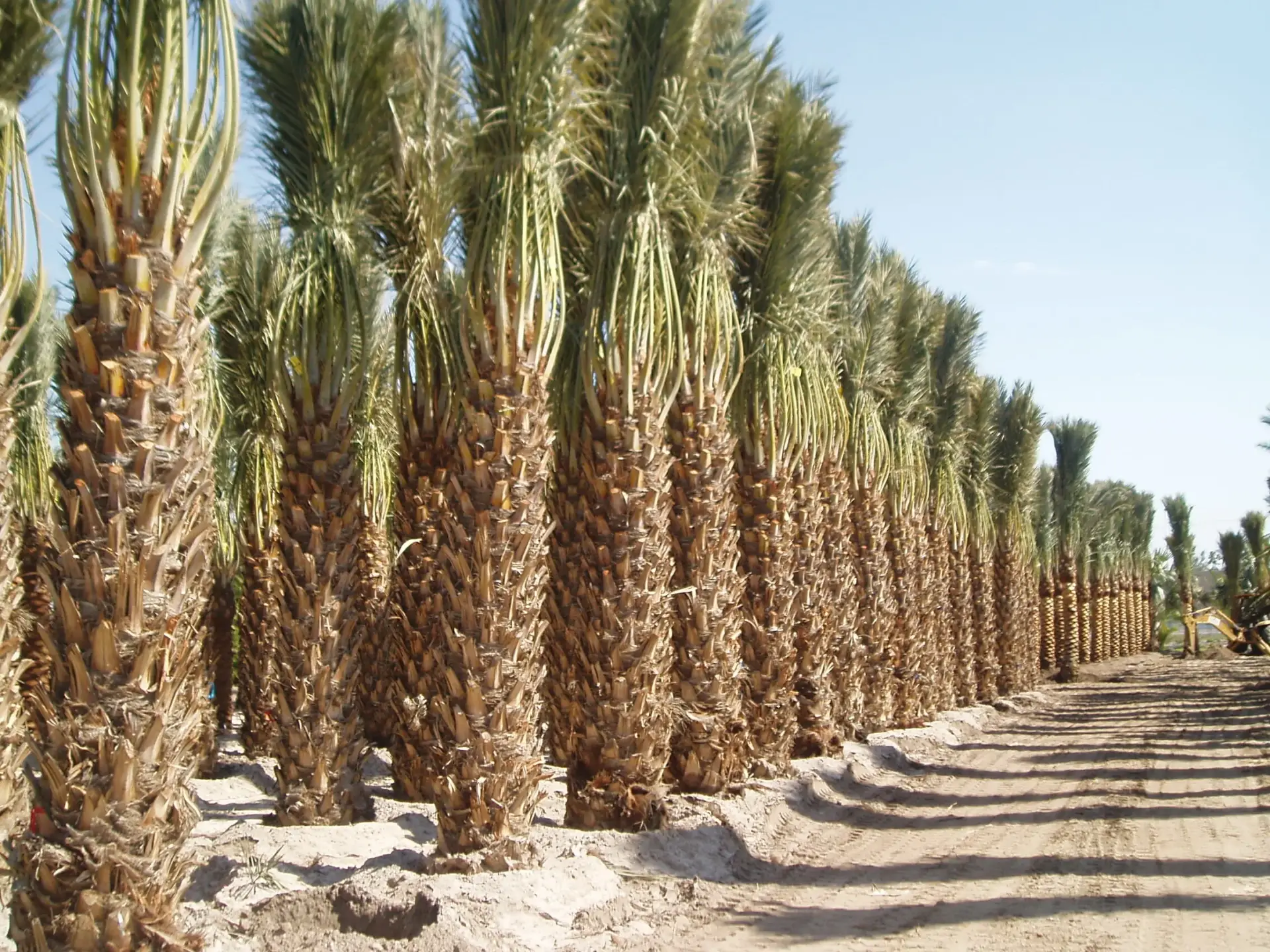 Dense rows of Medjool Date Palms in a production grove