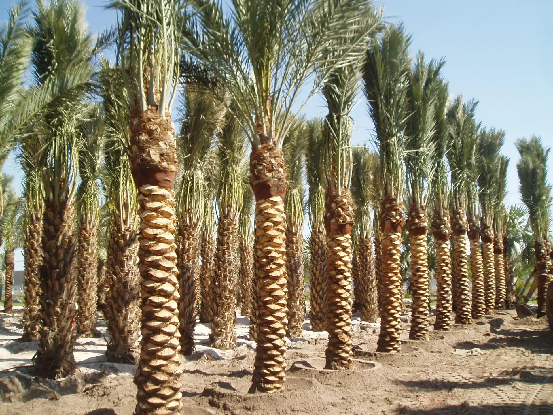 Rows of Groundworks Medjool Date Palms showing Diamond Cut trunk treatment