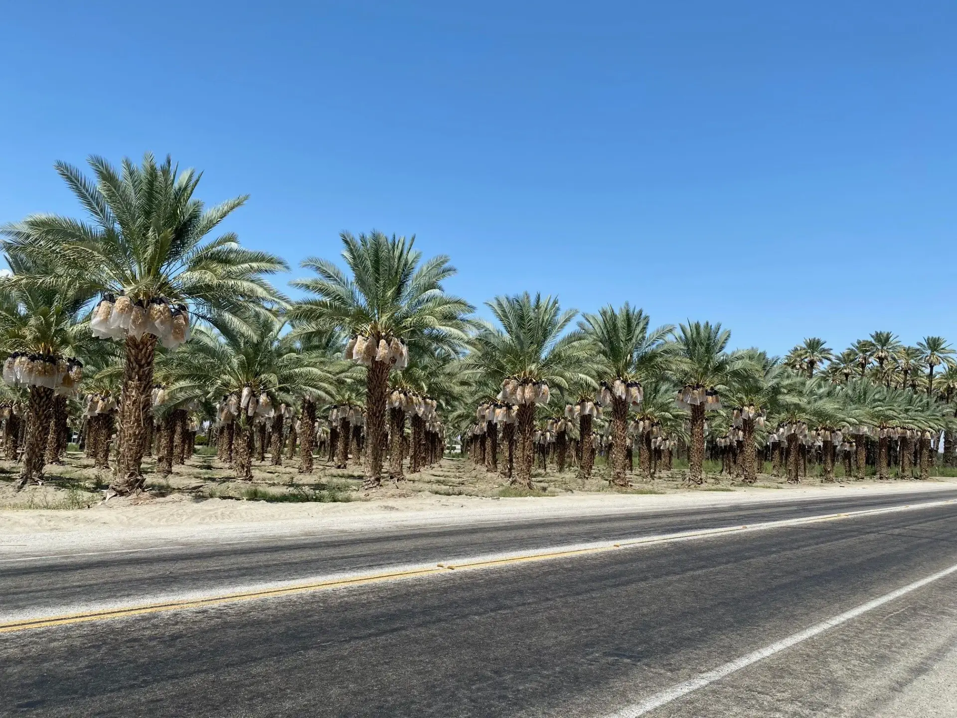 Groundworks Zahidi Date Palms