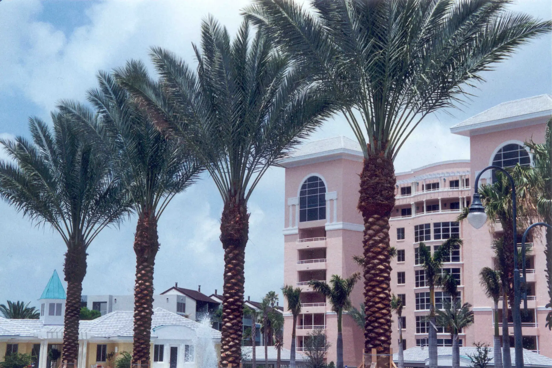 Mature palms composed with substantial architecture