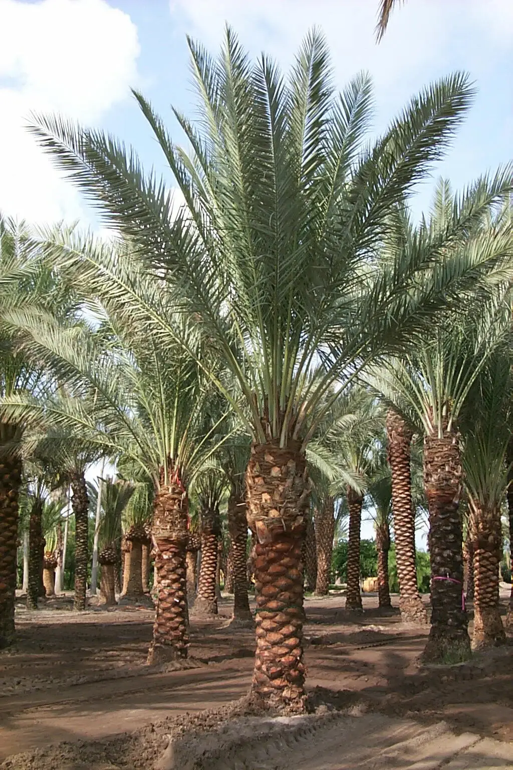 Espécimen individual más corto de Palmera Datilera Zahidi