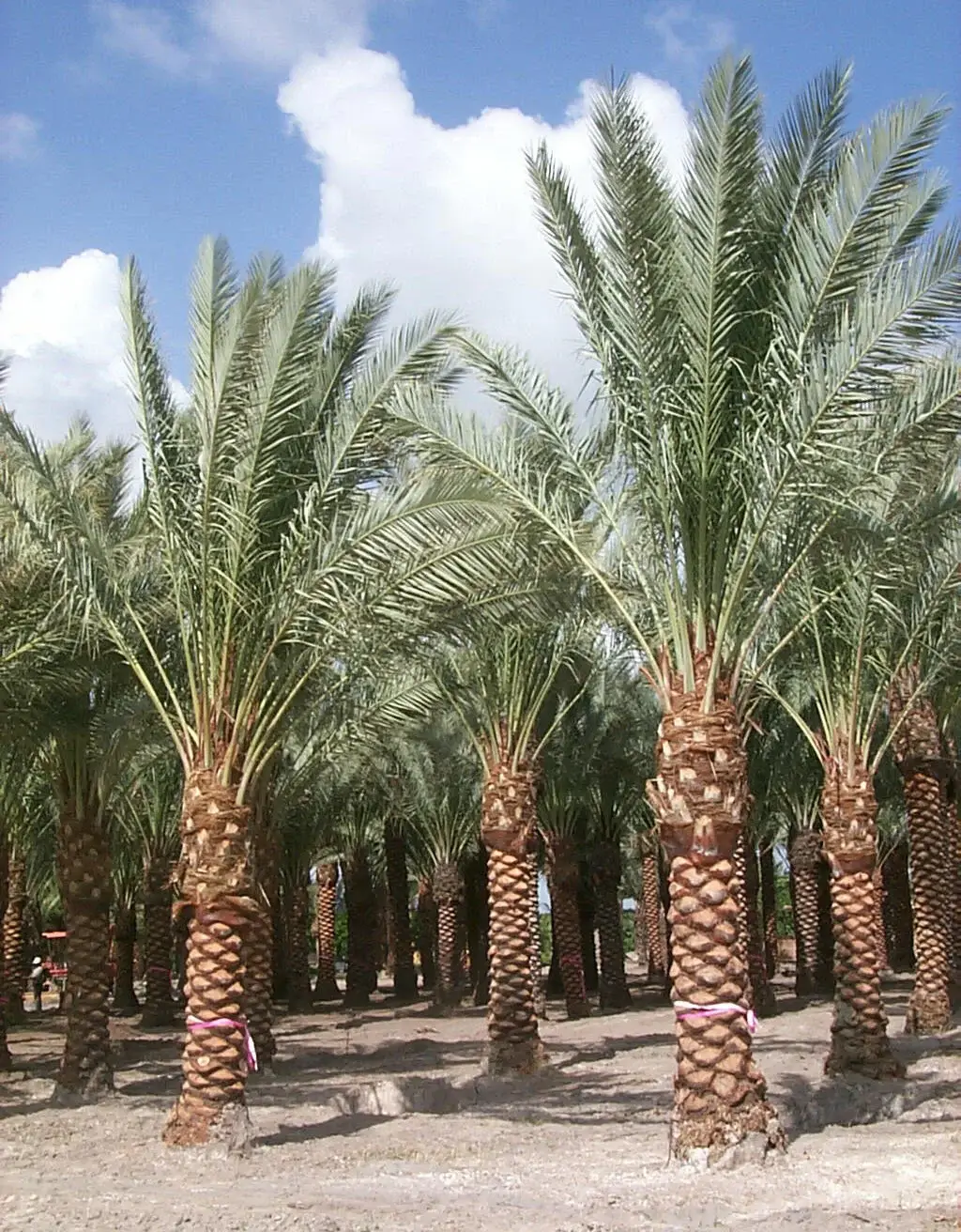 Palmeras datileras cortas Zahidi en un huerto