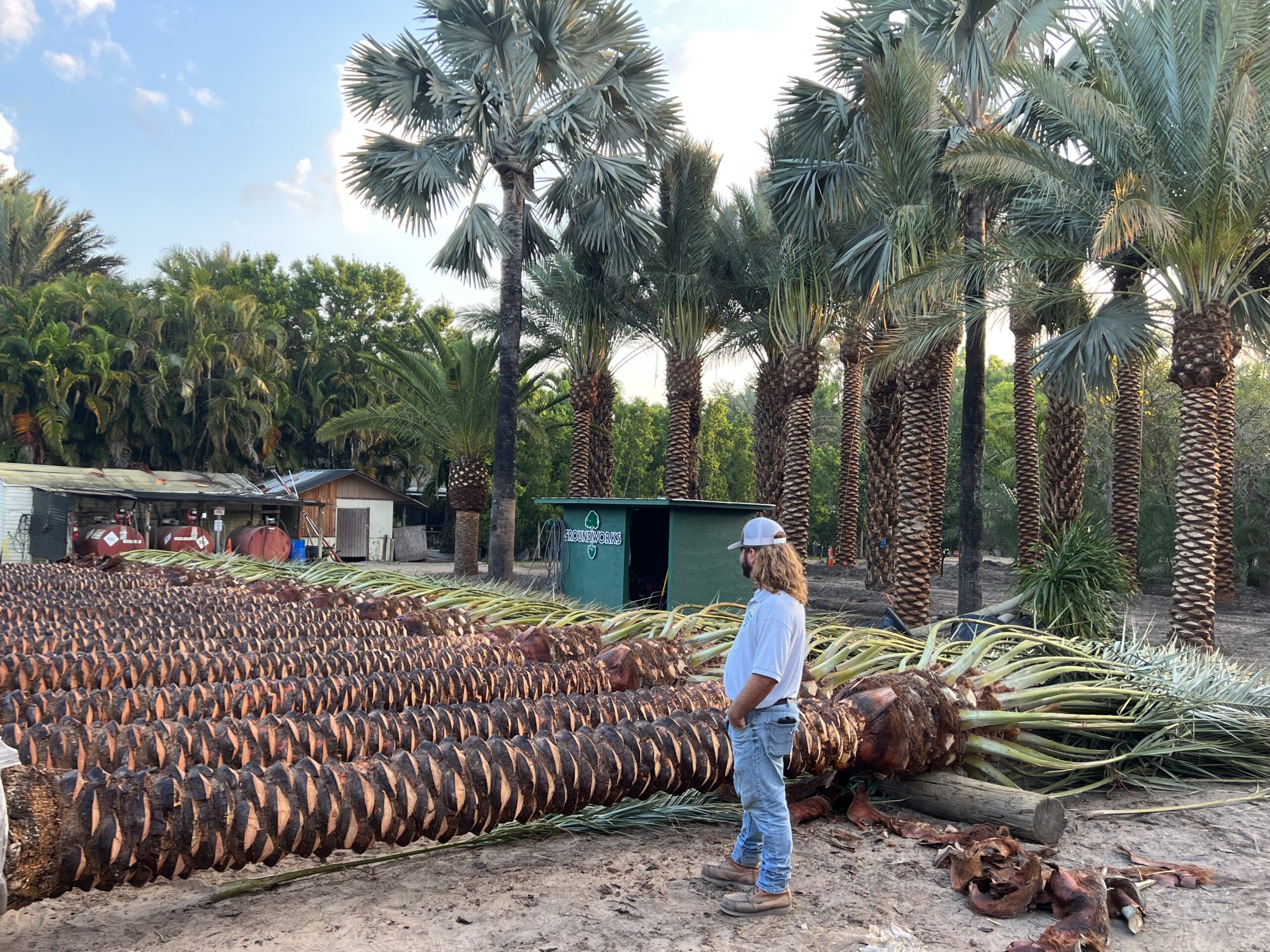 Groundworks field video showing specimen palms