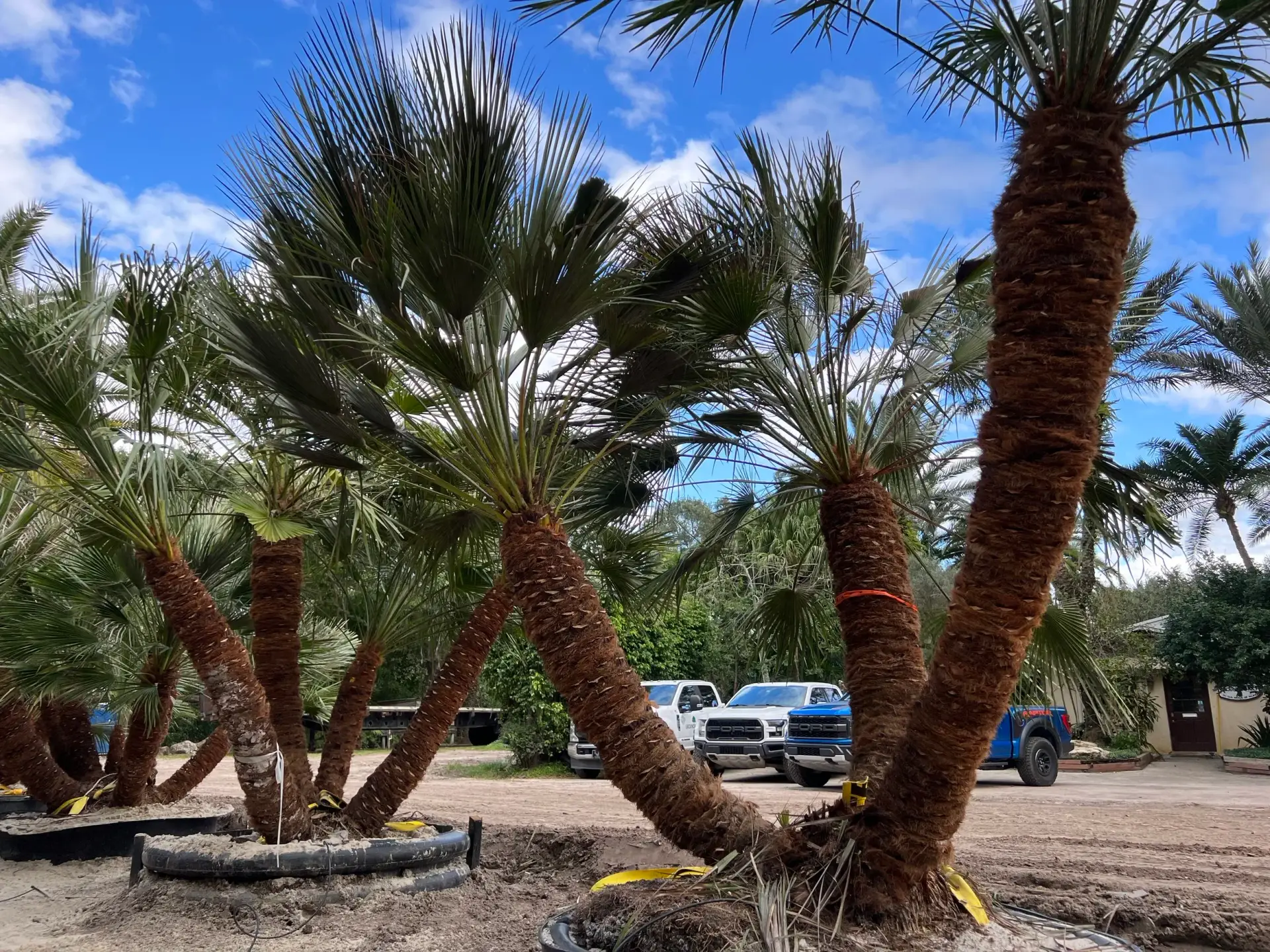 Mature specimen palms in the Groundworks nursery beneath a bright Florida sky