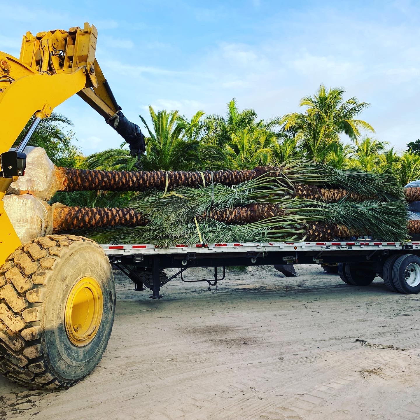 Groundworks crew loading palms for delivery