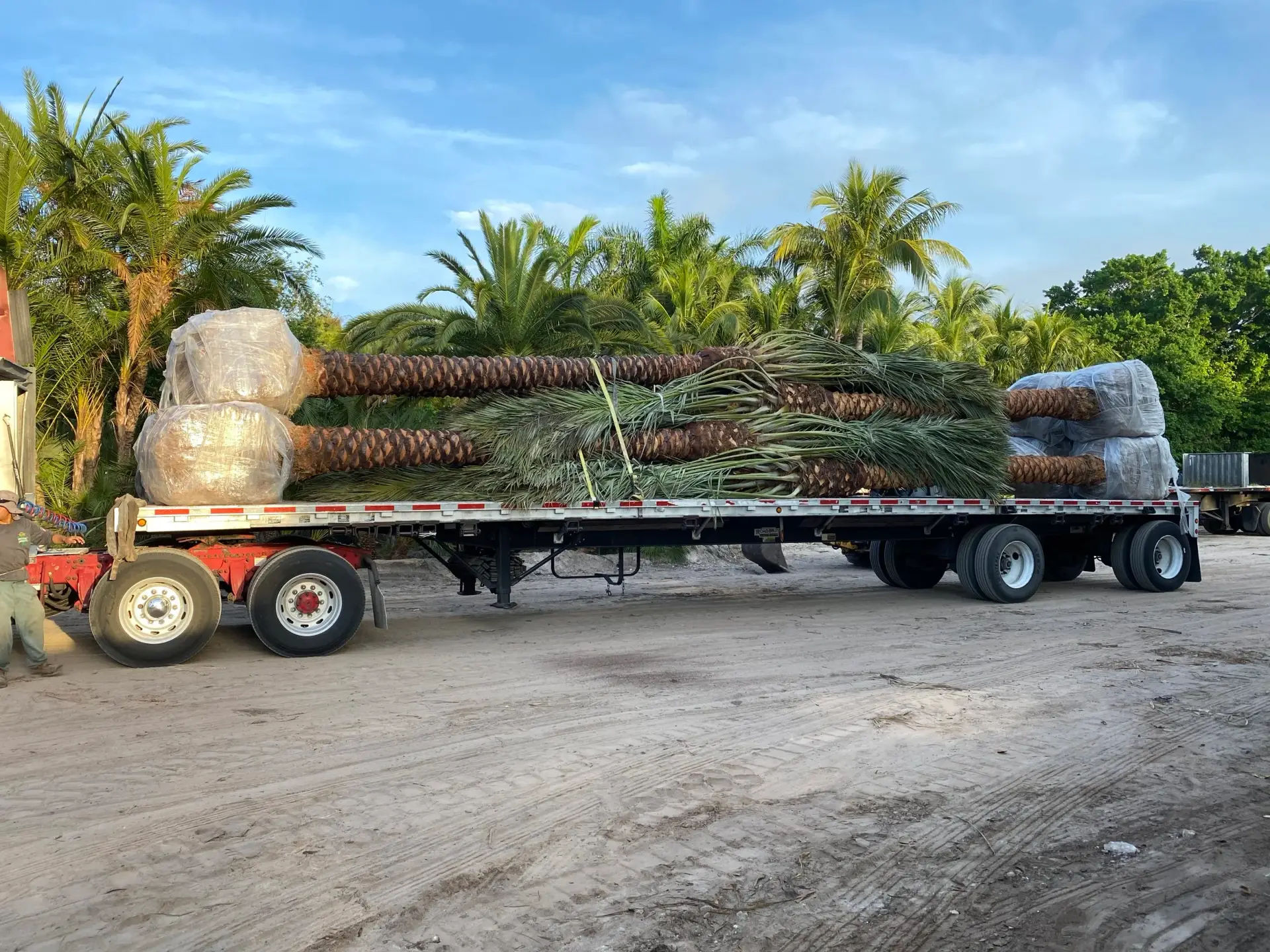 Mature palms secured on a flatbed for coordinated transport