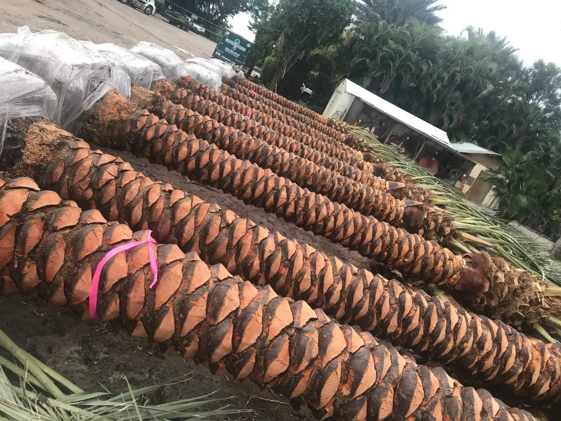 Rows of prepared palm specimens staged in the nursery
