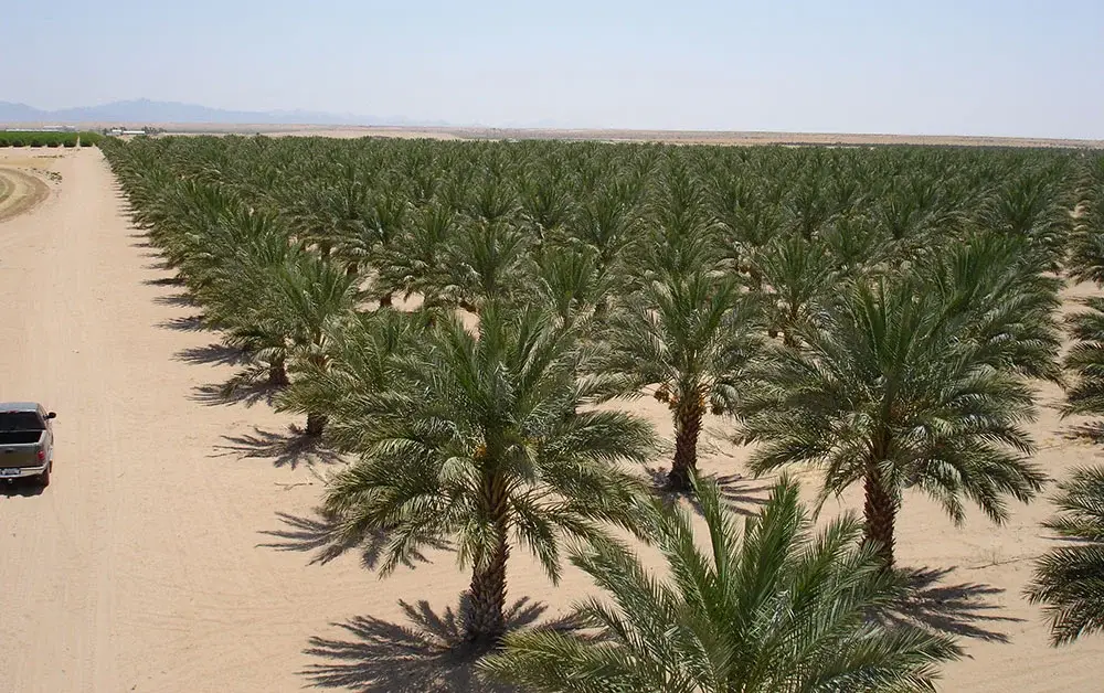 A field of mature Groundworks palms