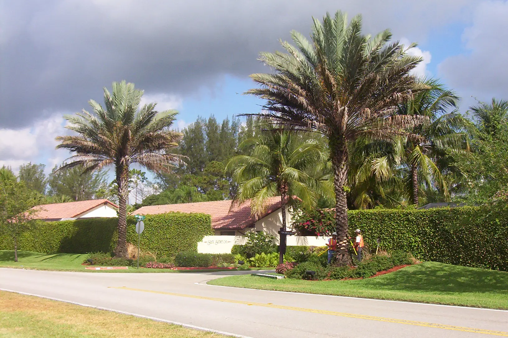 The same mature palms before canopy detailing