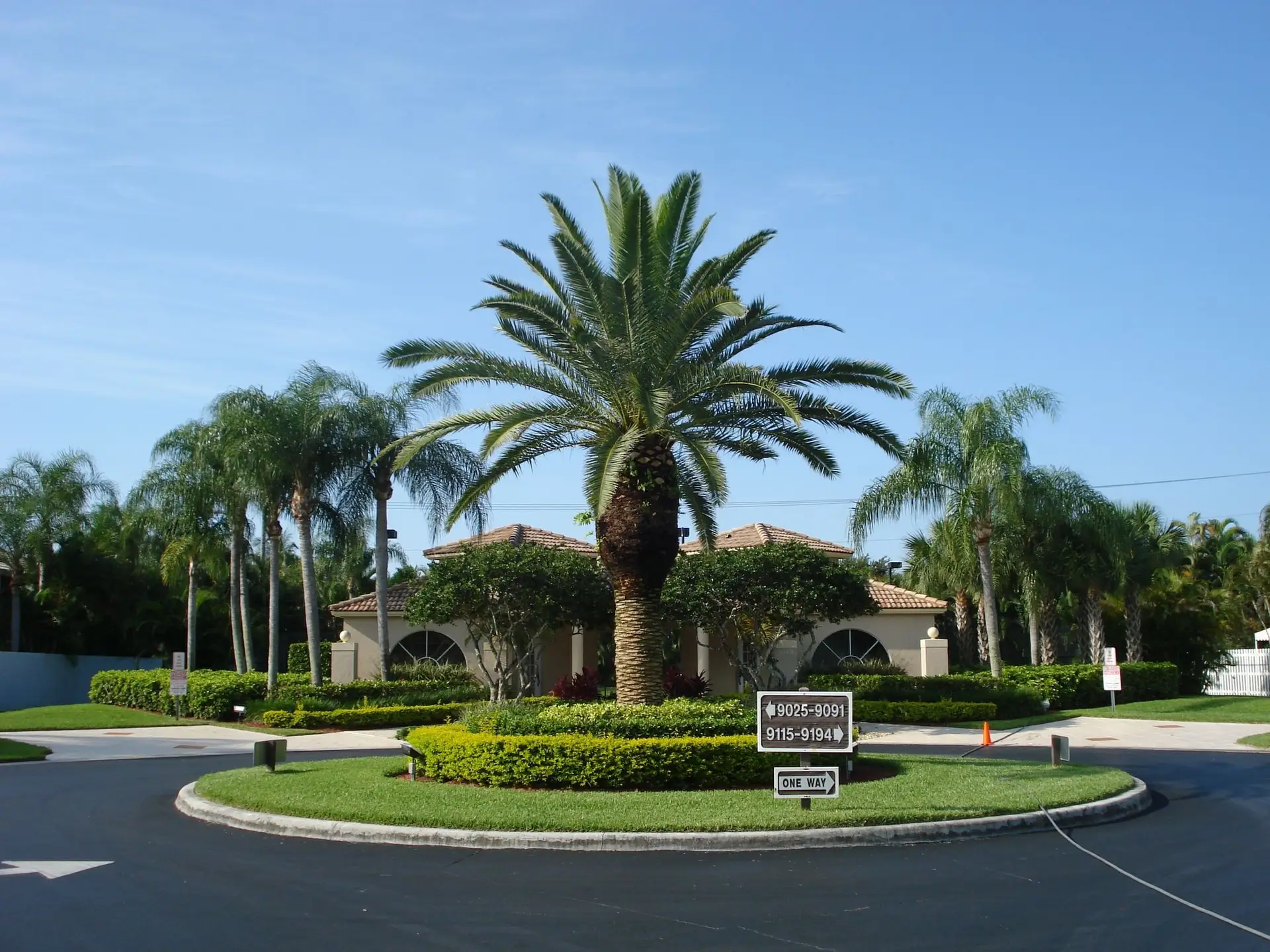 Completed palm composition at a landscaped traffic circle