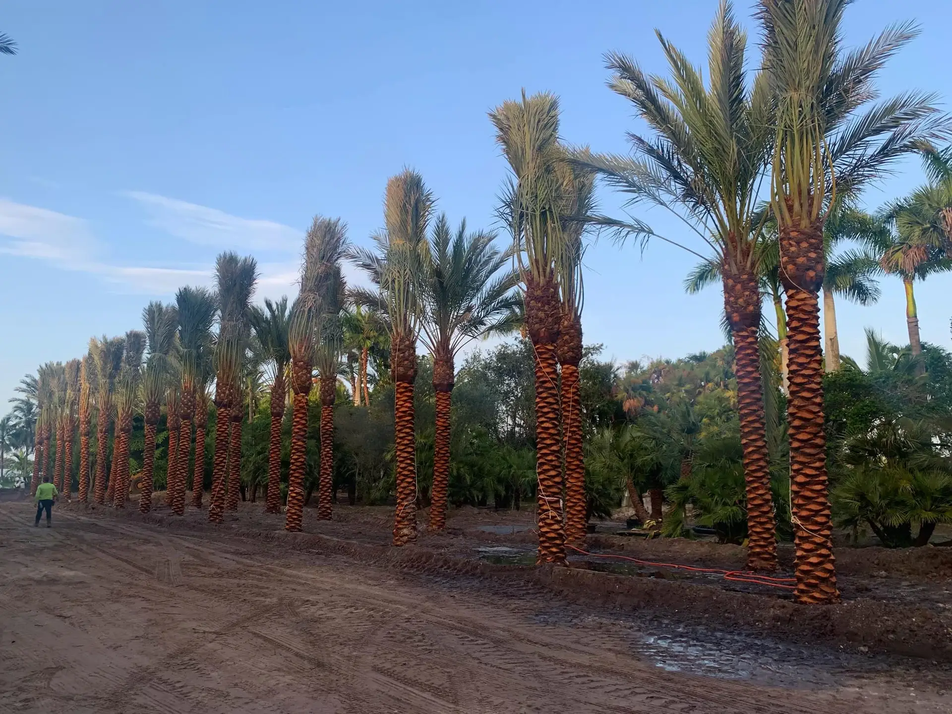 Date palms of different heights and crown forms arranged in the field.