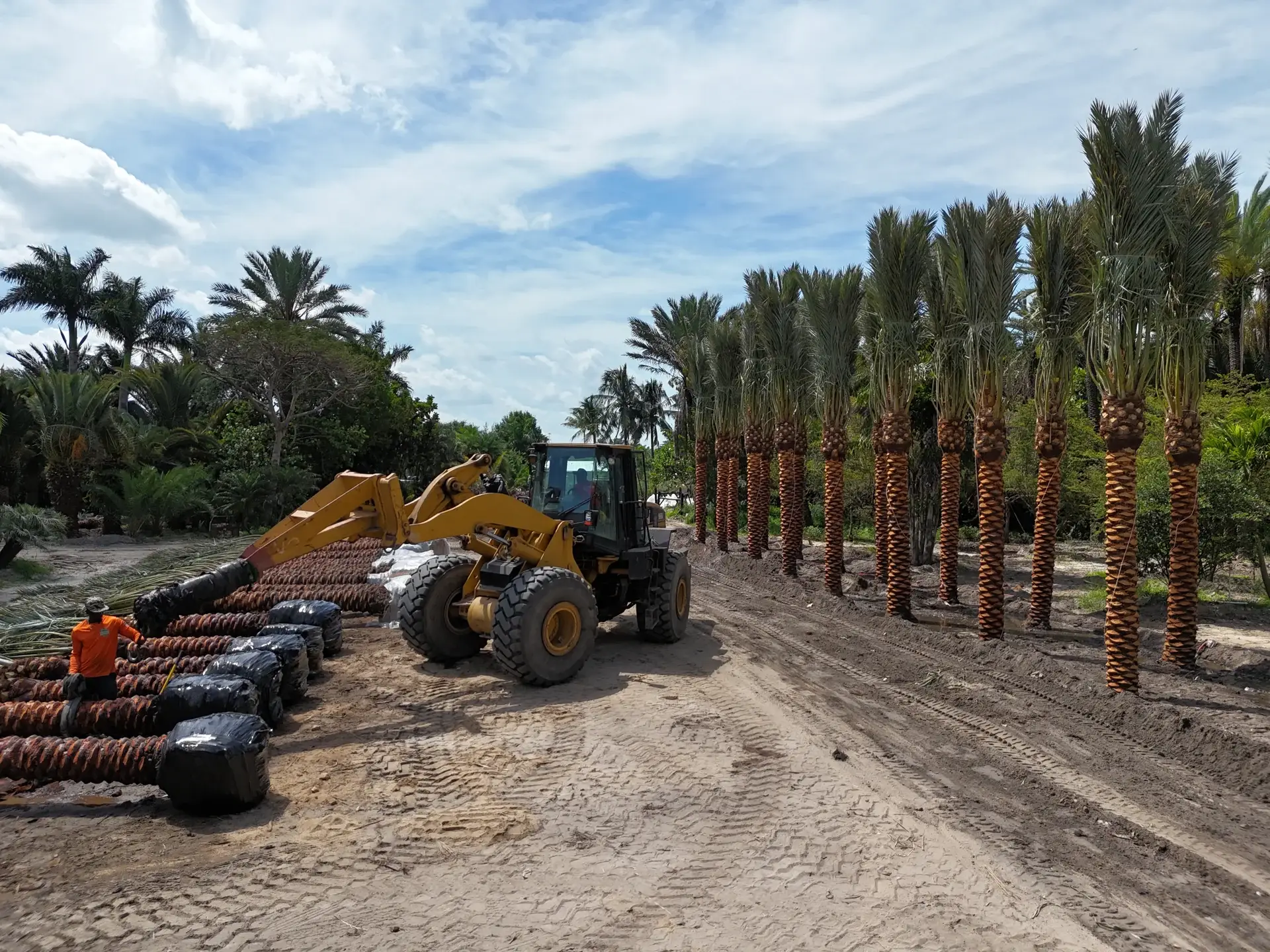Groundworks loader beside prepared specimen palms in the field.