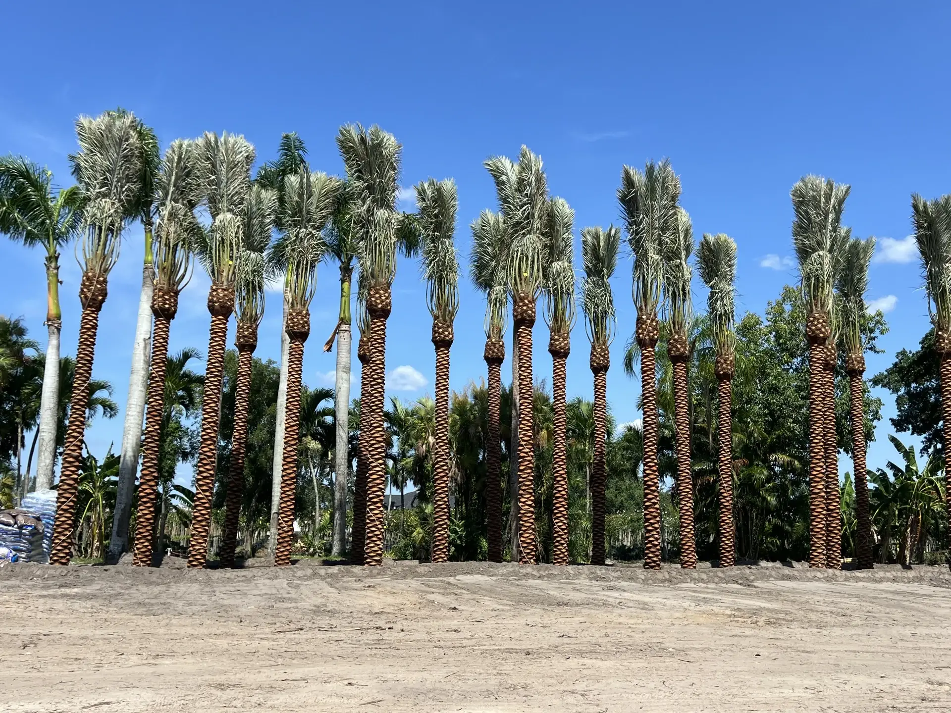 A broad row of prepared date palms against a clear sky.