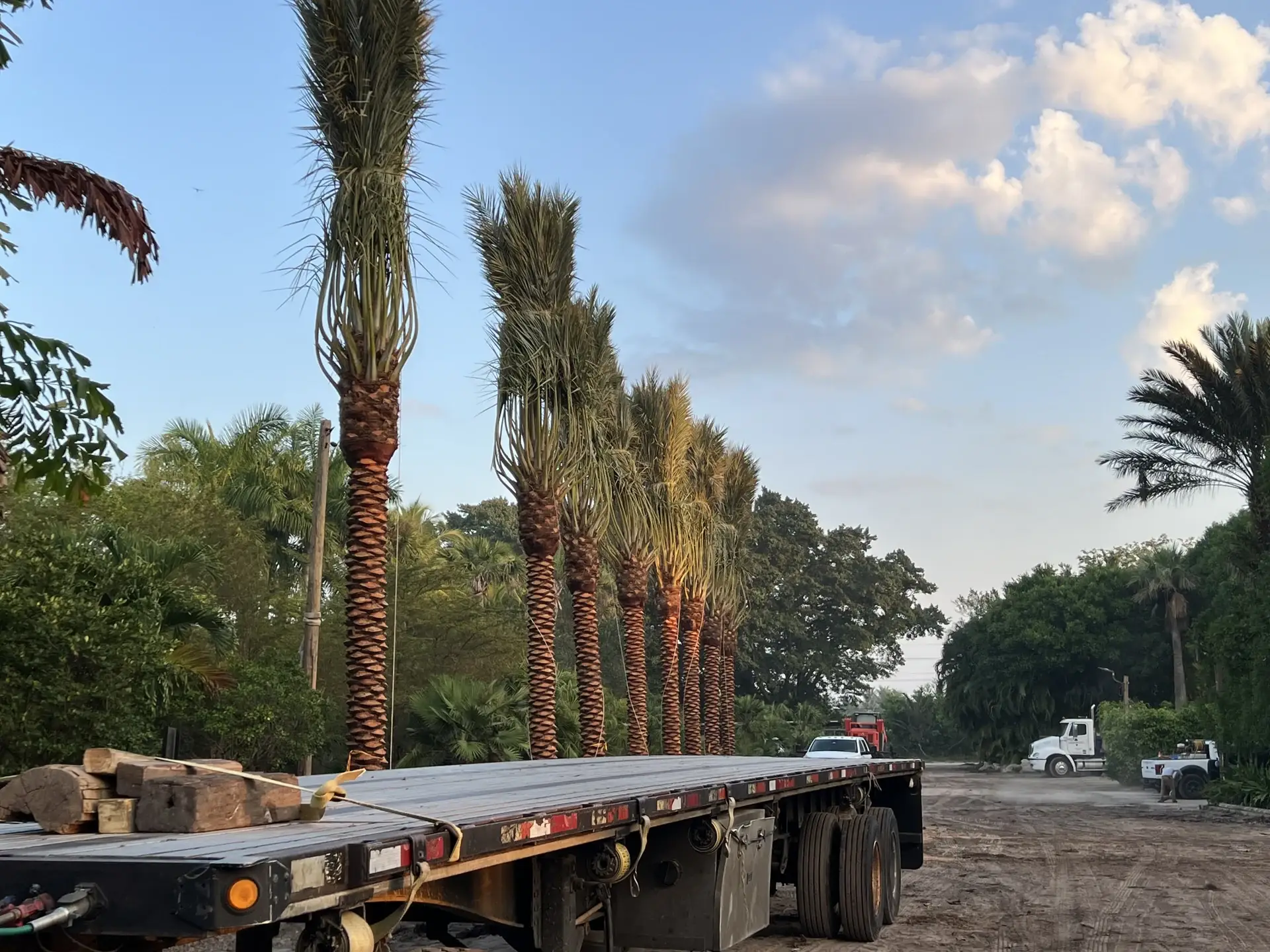 A flatbed truck positioned beside rows of prepared date palms.
