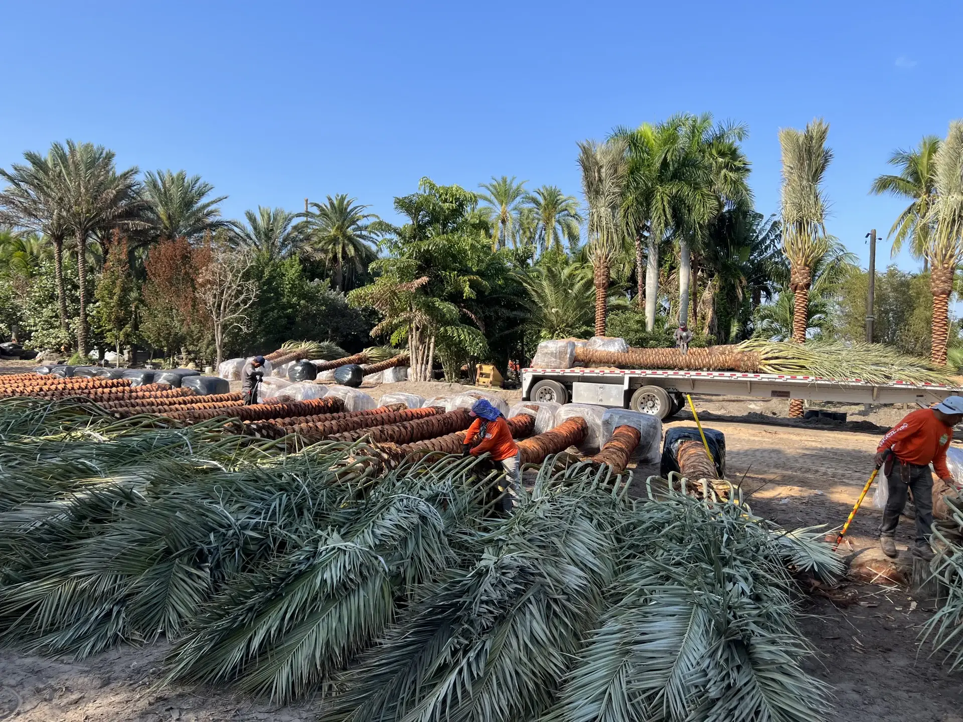 Groundworks crew and equipment preparing specimen palms for movement.