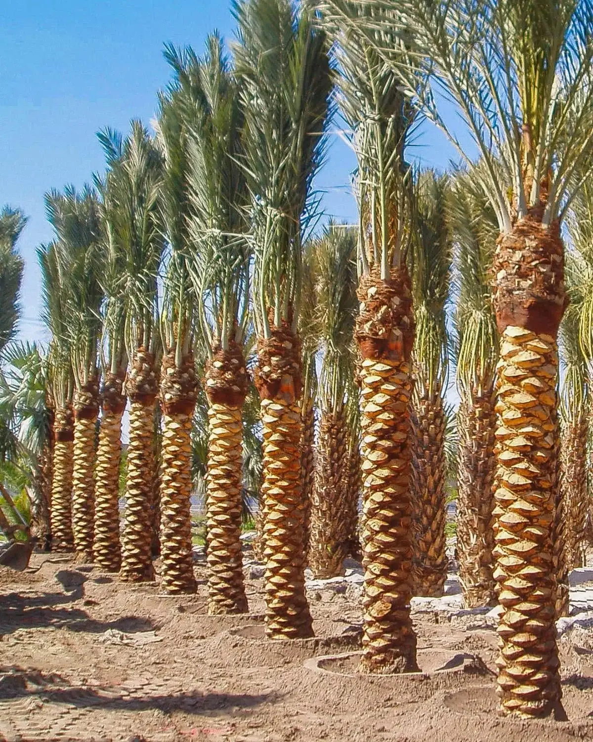 A close perspective along a row of prepared date palms.