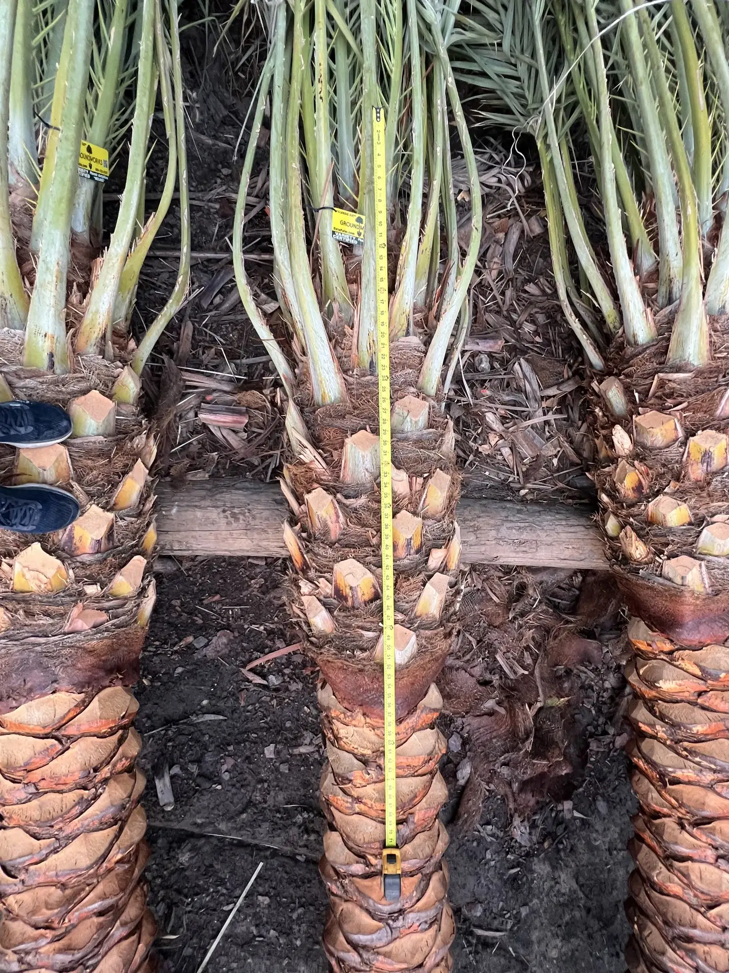 Close view of prepared date palm crowns and trunks before movement.