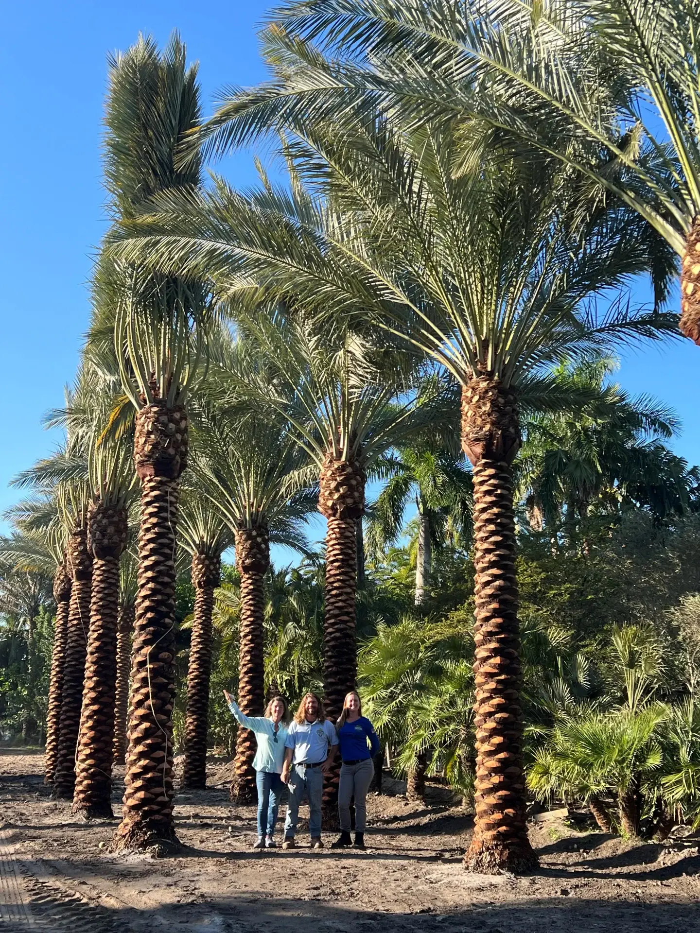 People beside mature date palms in the Groundworks field.