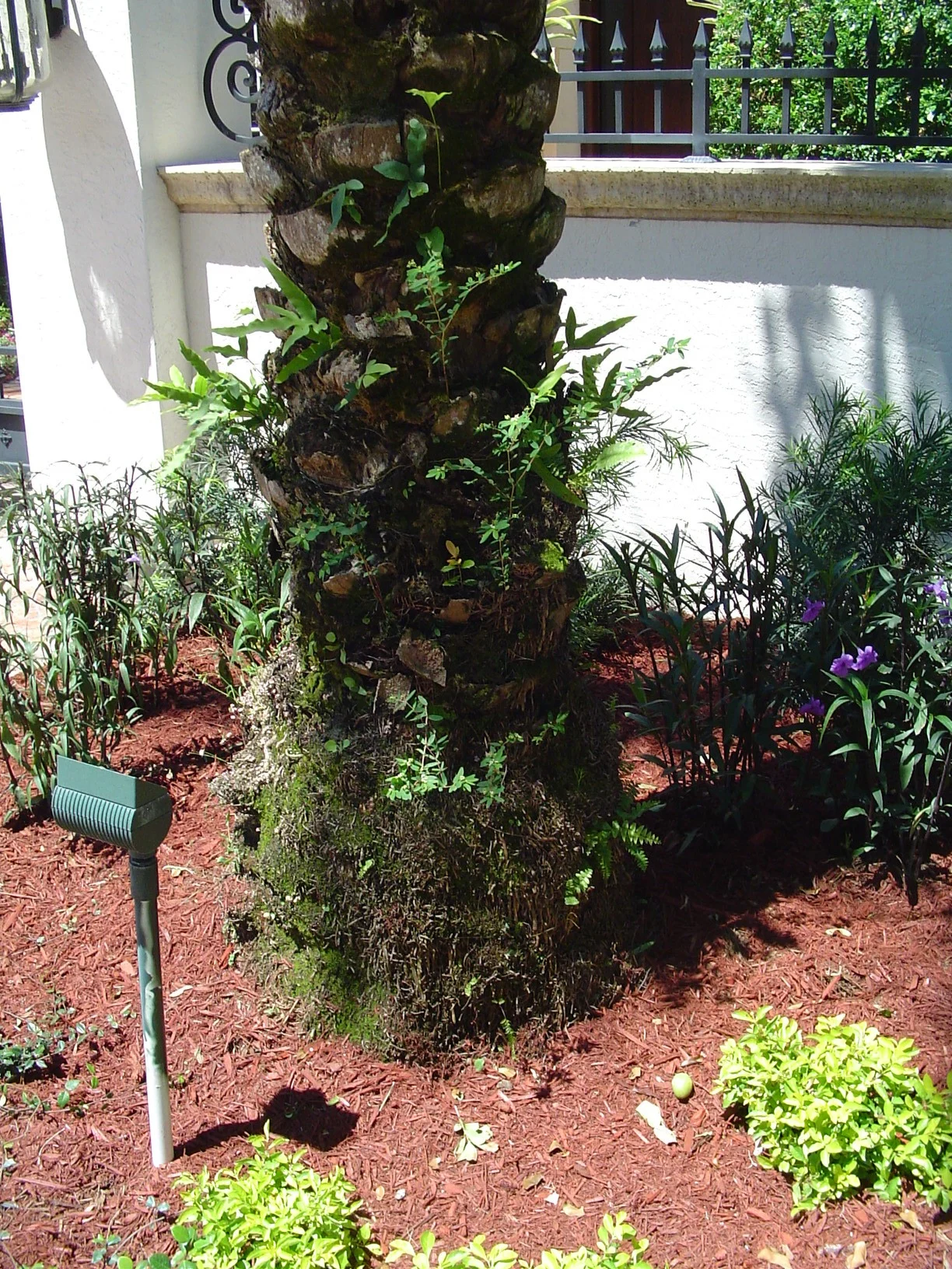Mature palm showing visible trunk conditions for professional analysis