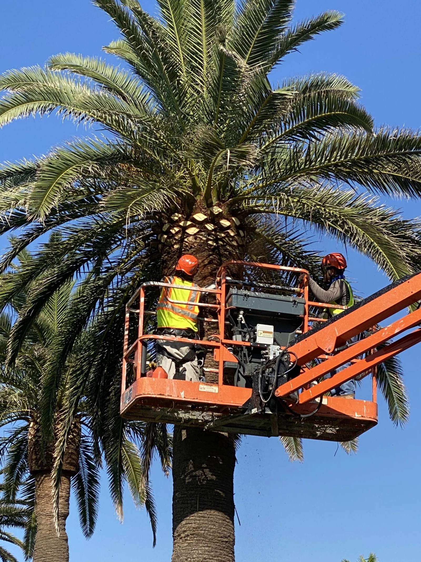 Groundworks professional palm analysis and diagnostic field work