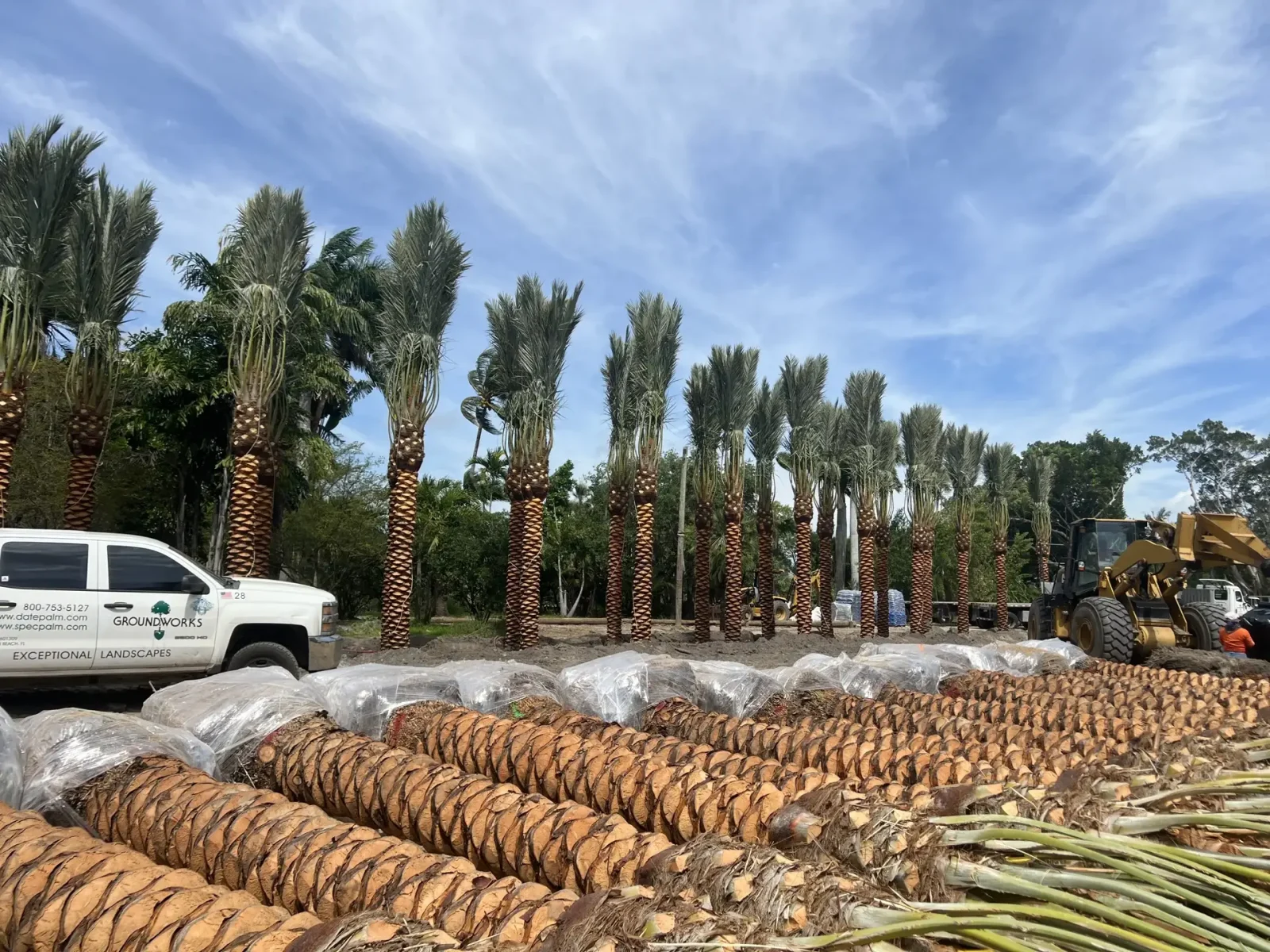 Especímenes preparados de palms con cepellones envueltos listos en el campo.