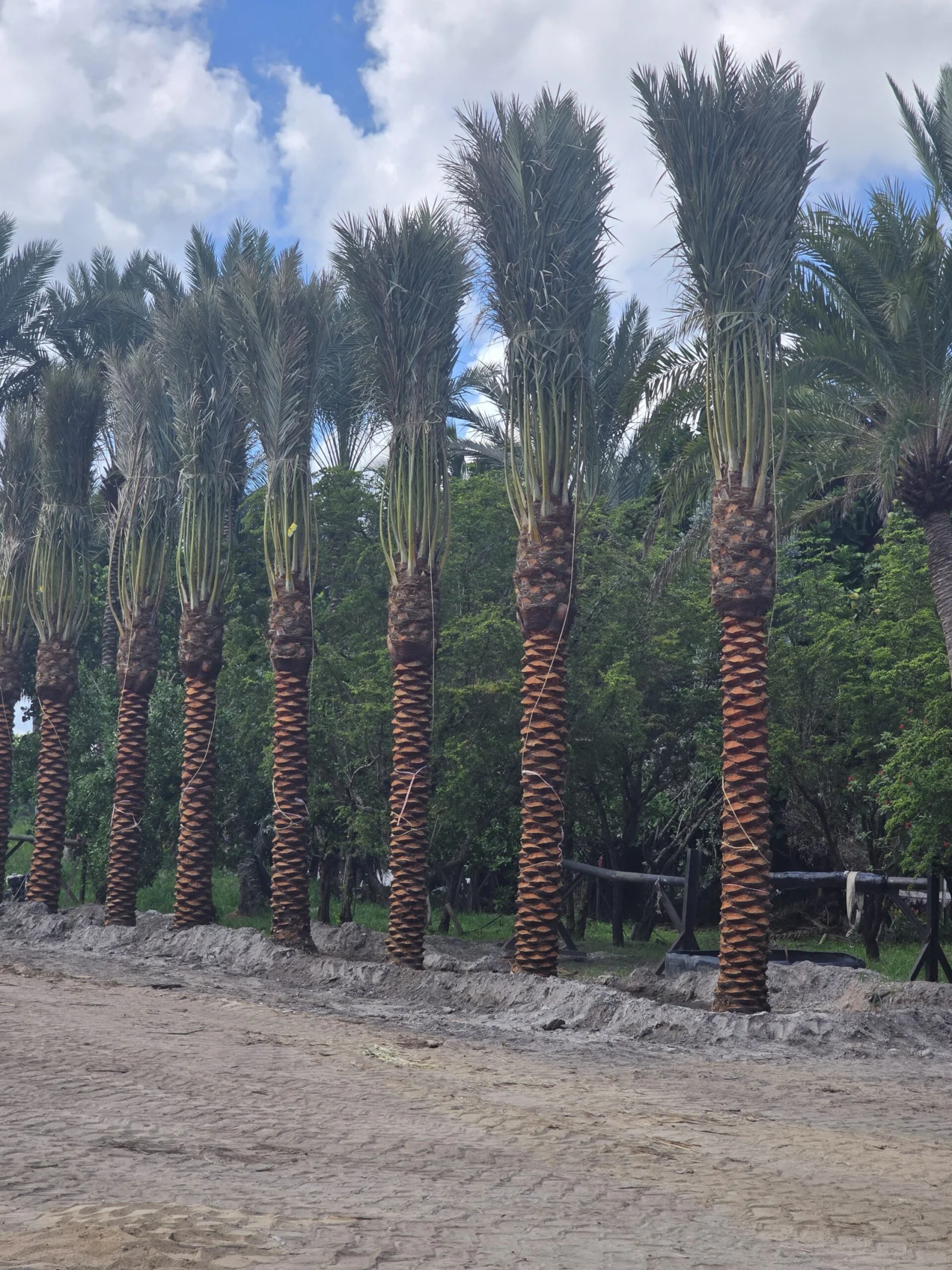 Freshly prepared clean Site Ready Medjool palms at Groundworks