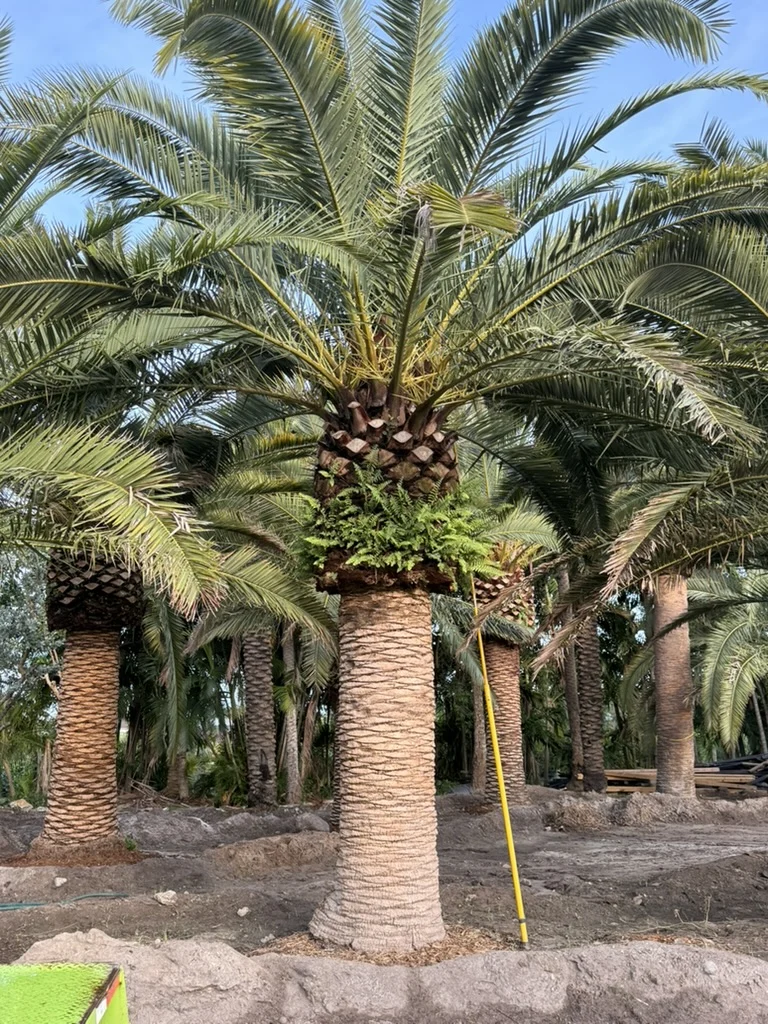 Canary Island Date Palm in Groundworks inventory